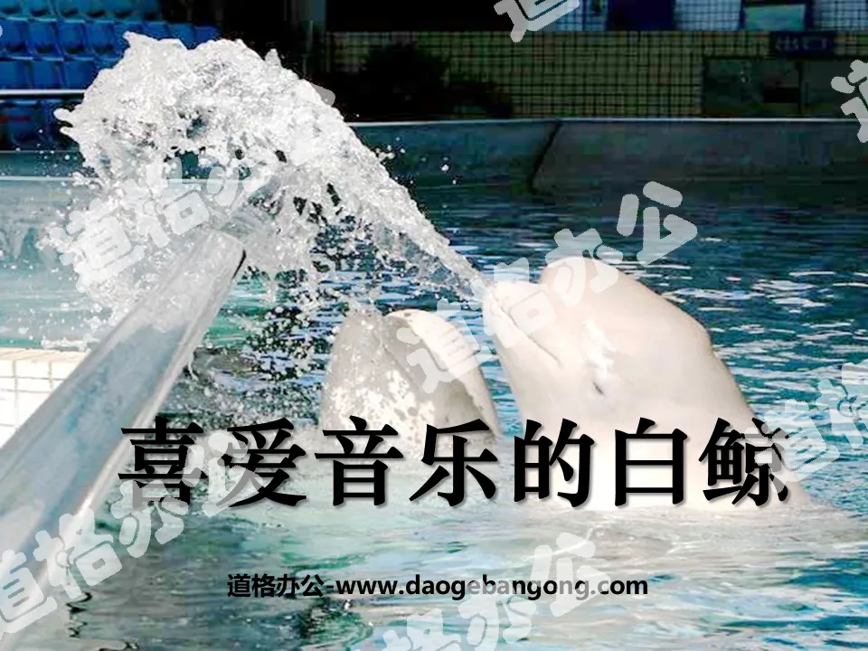 "The Beluga Whale Who Loves Music" PPT courseware 5