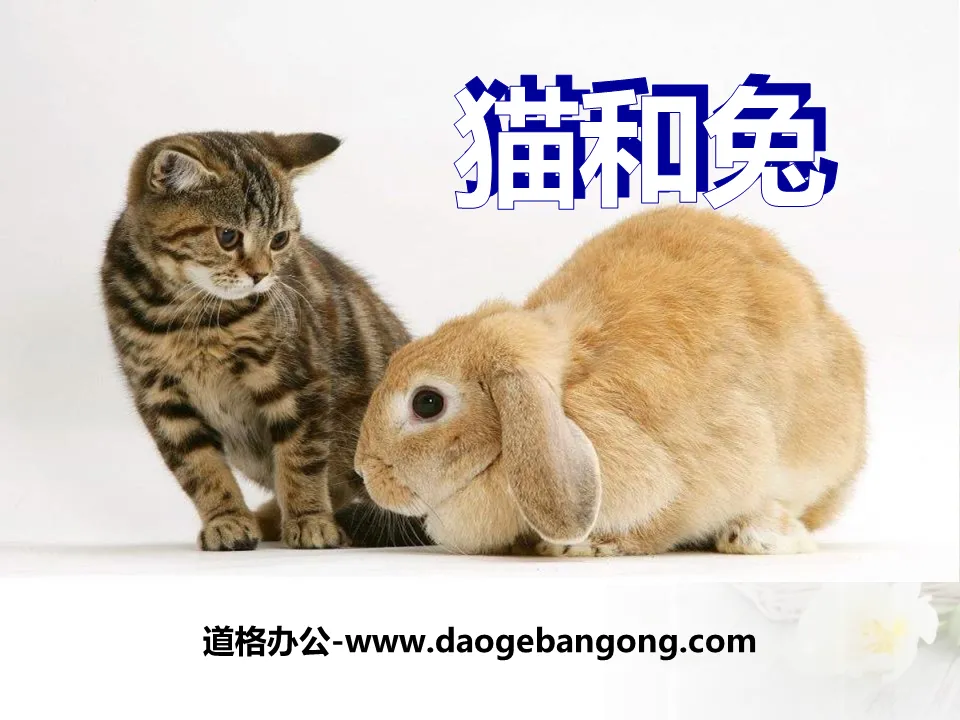 "Cat and Rabbit" PPT courseware