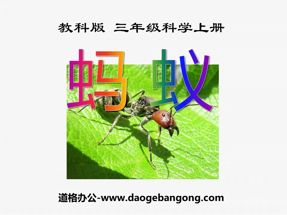 "Ant" animal PPT courseware