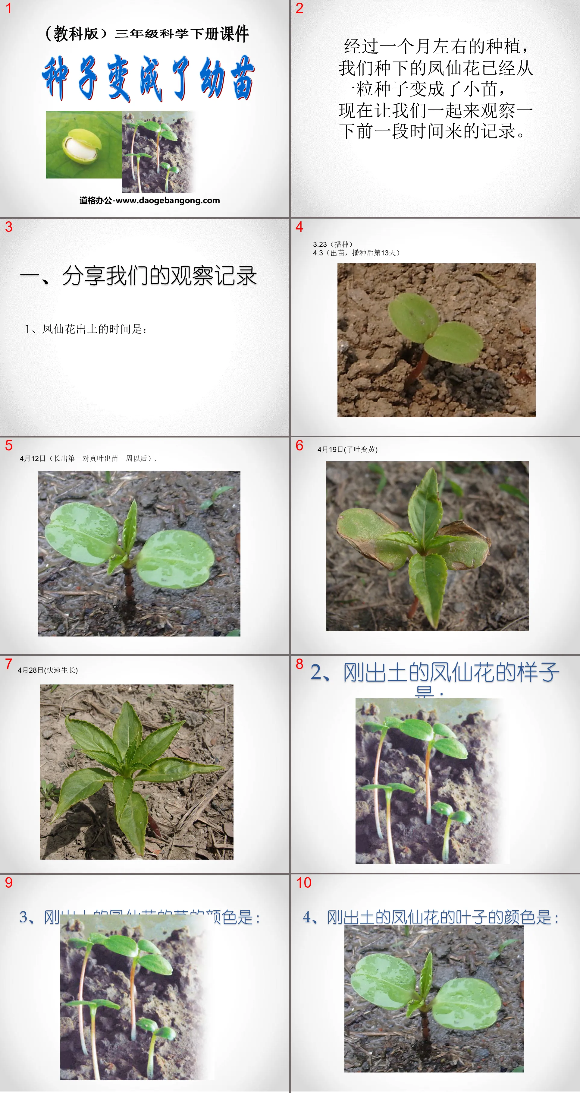 《種子變成了幼苗》植物的生長變化PPT課件3