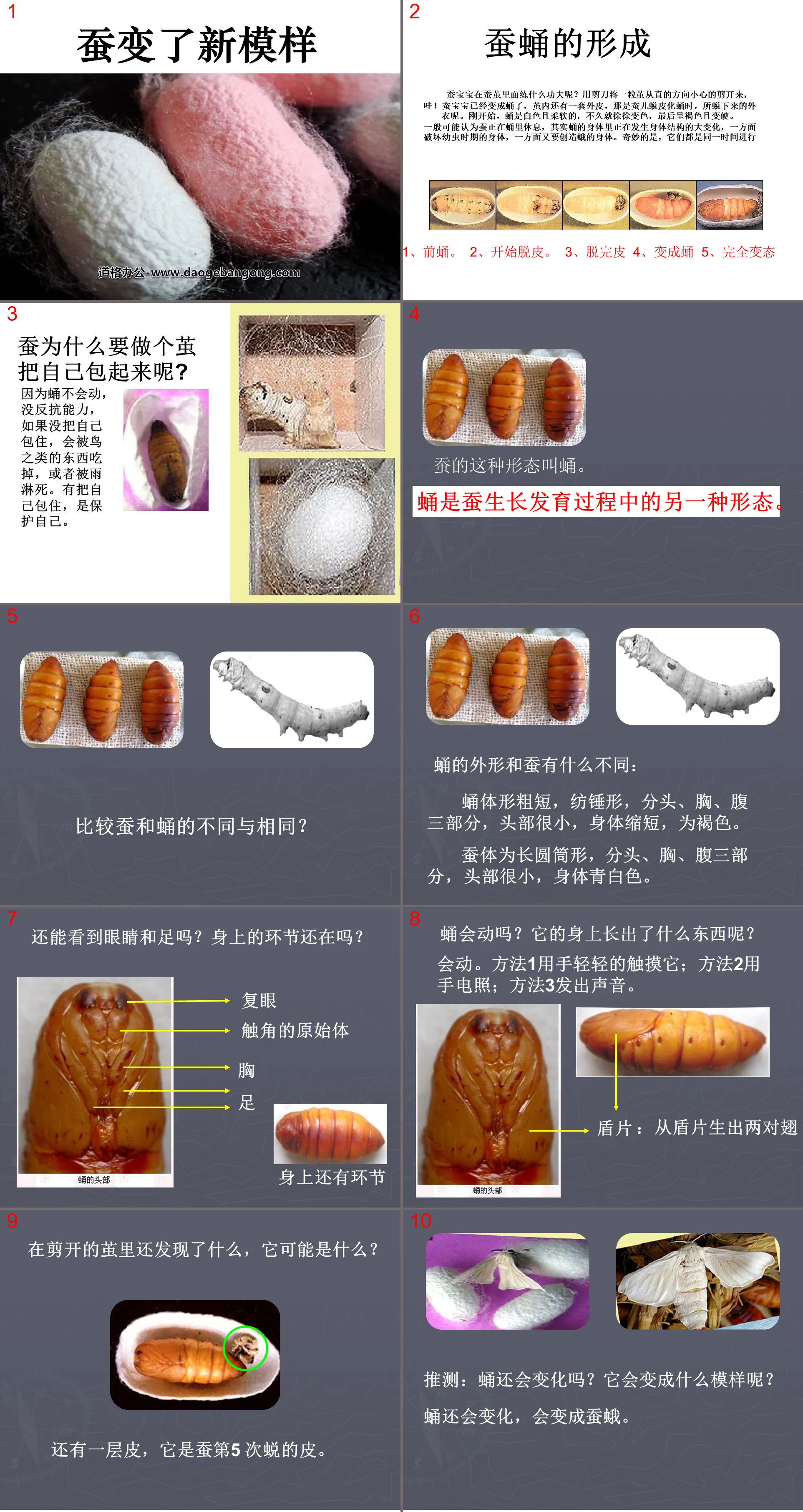 "Silkworms have changed their appearance" PPT courseware on the life cycle of animals