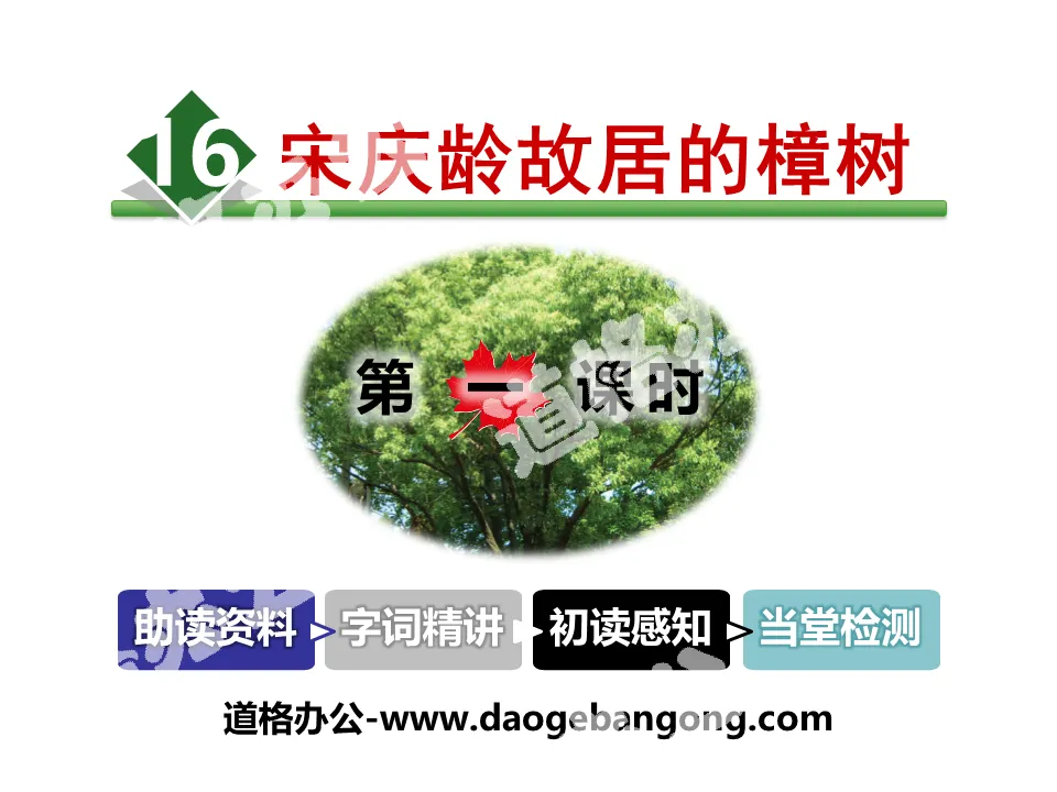 "The Camphor Tree at Soong Ching Ling's Former Residence" PPT teaching courseware