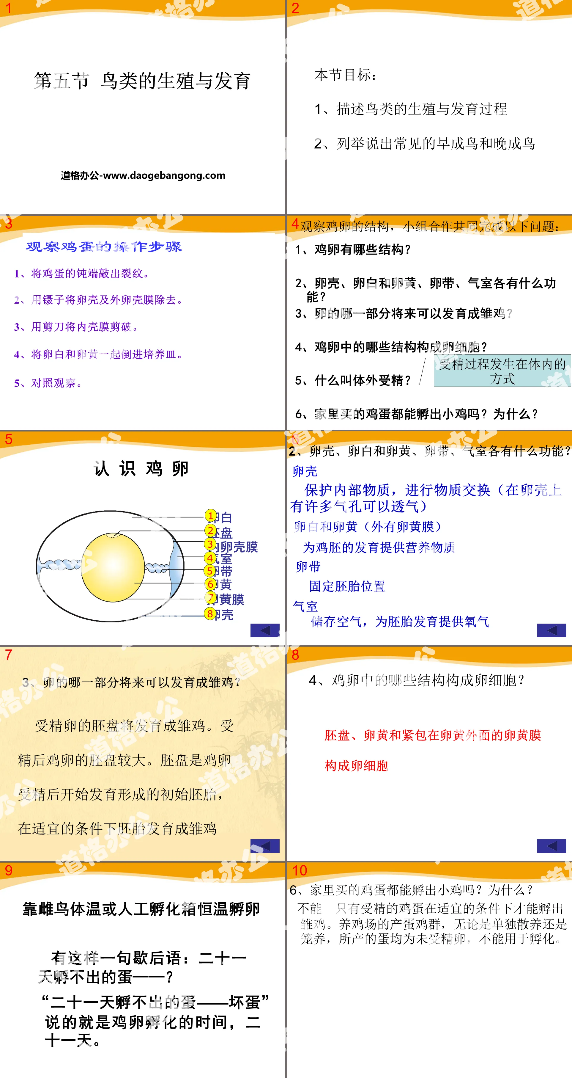 "Reproduction and Development of Birds" PPT