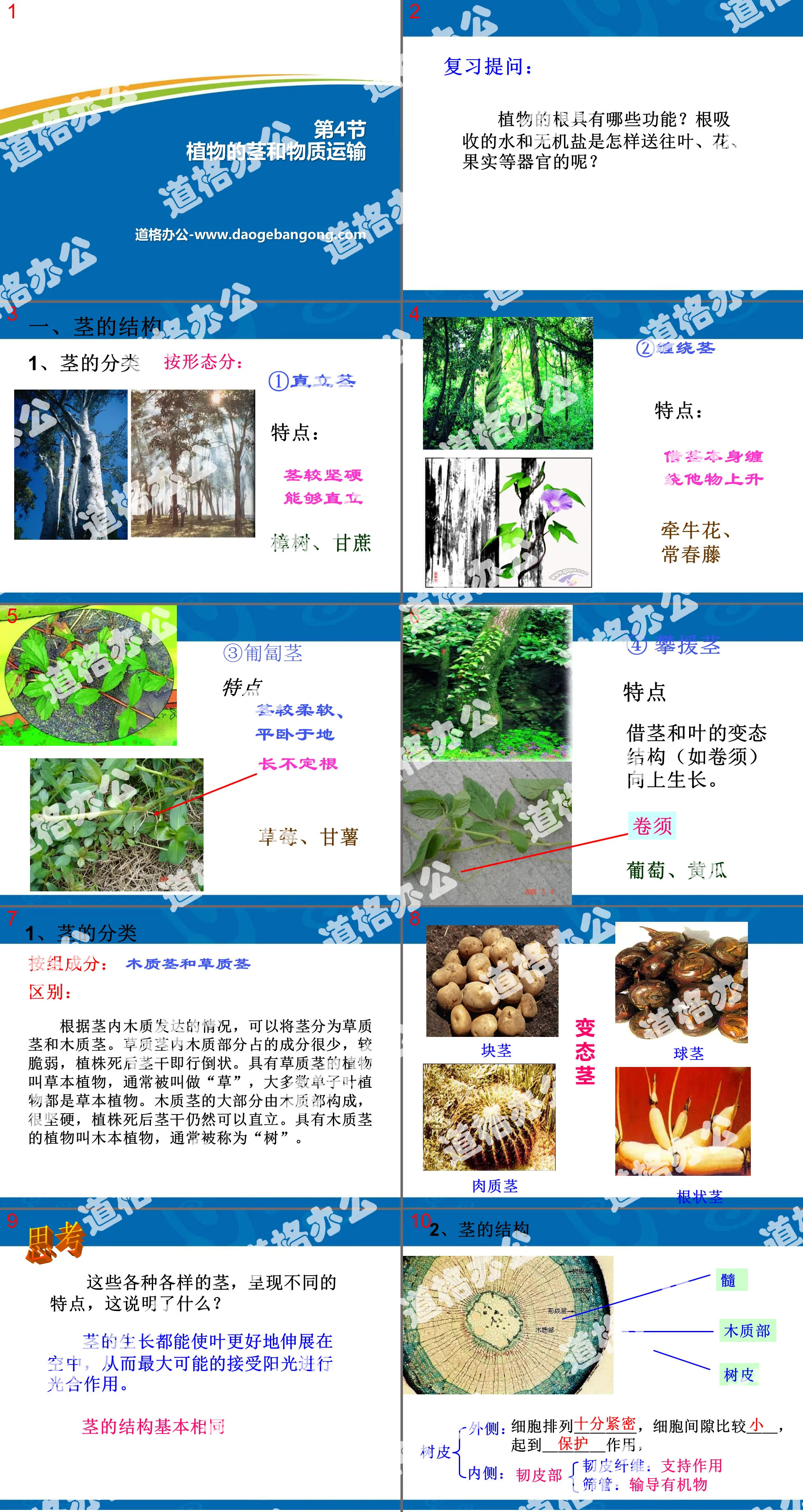 《植物的茎与物质运输》PPT
