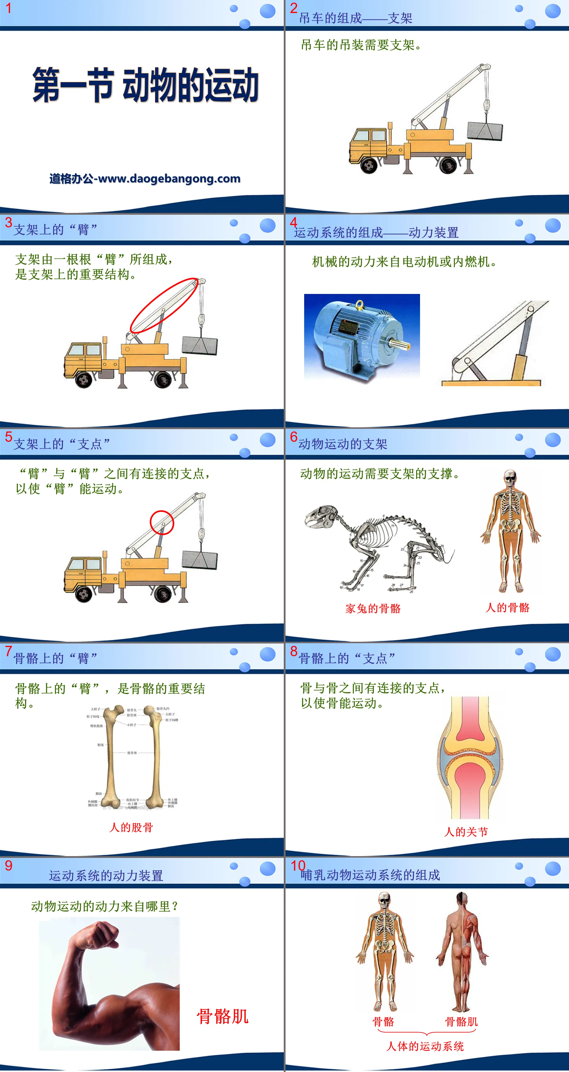 《动物的运动》动物的运动和行为PPT课件6
