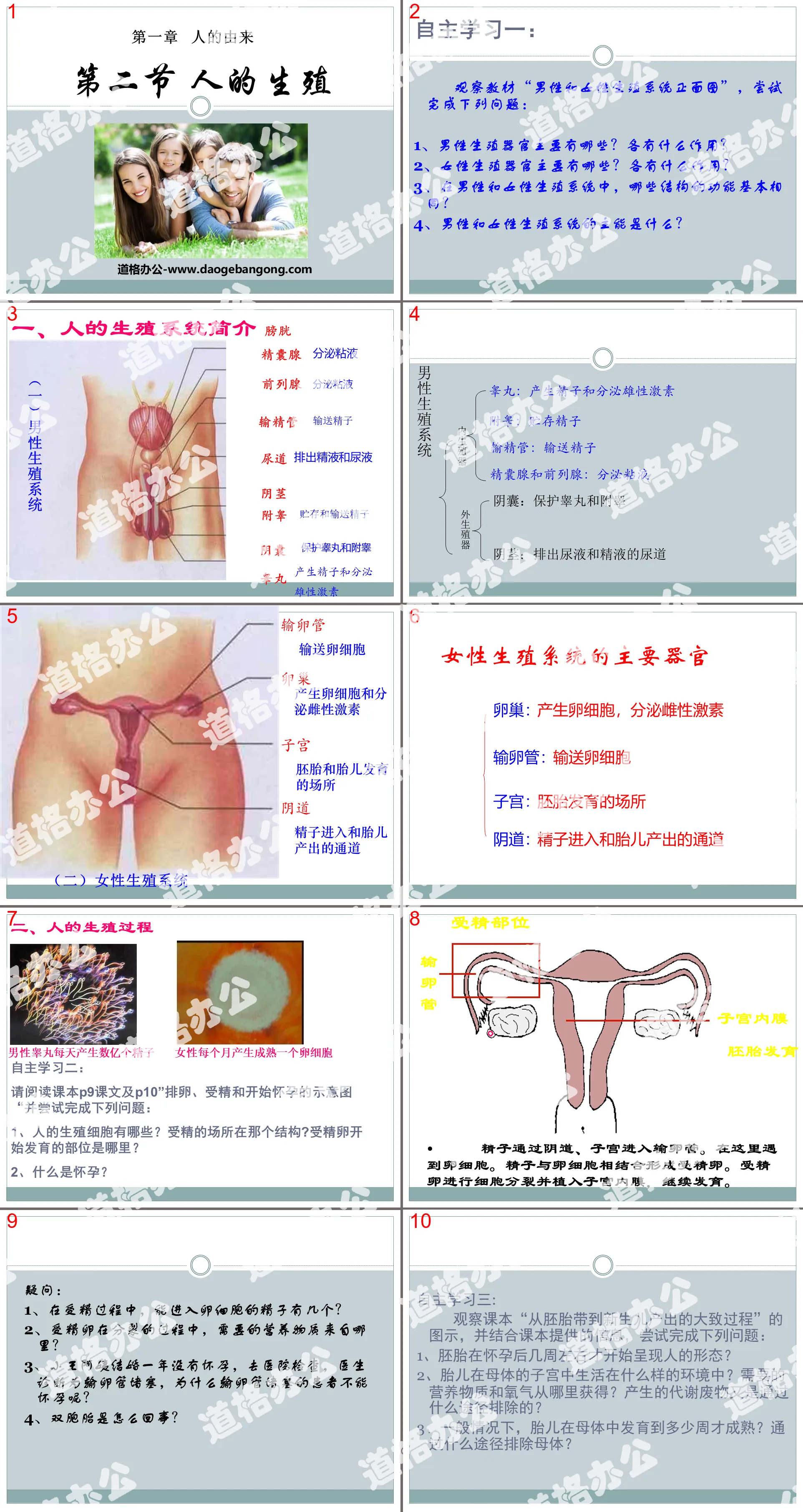 "Human Reproduction" The Origin of Man PPT Courseware 4