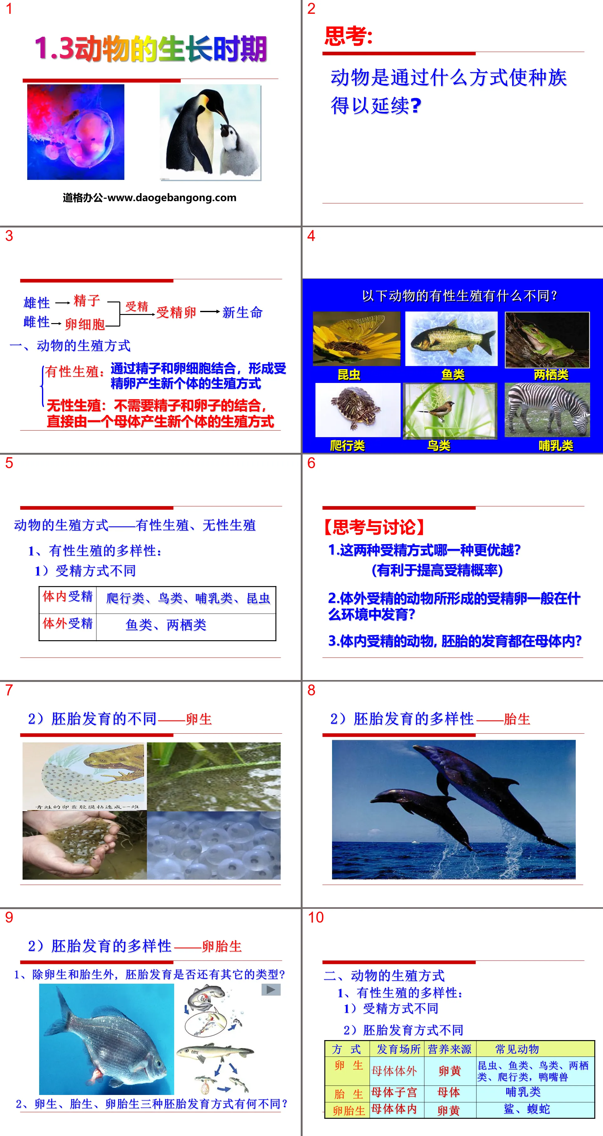 《動物的生長時期》PPT