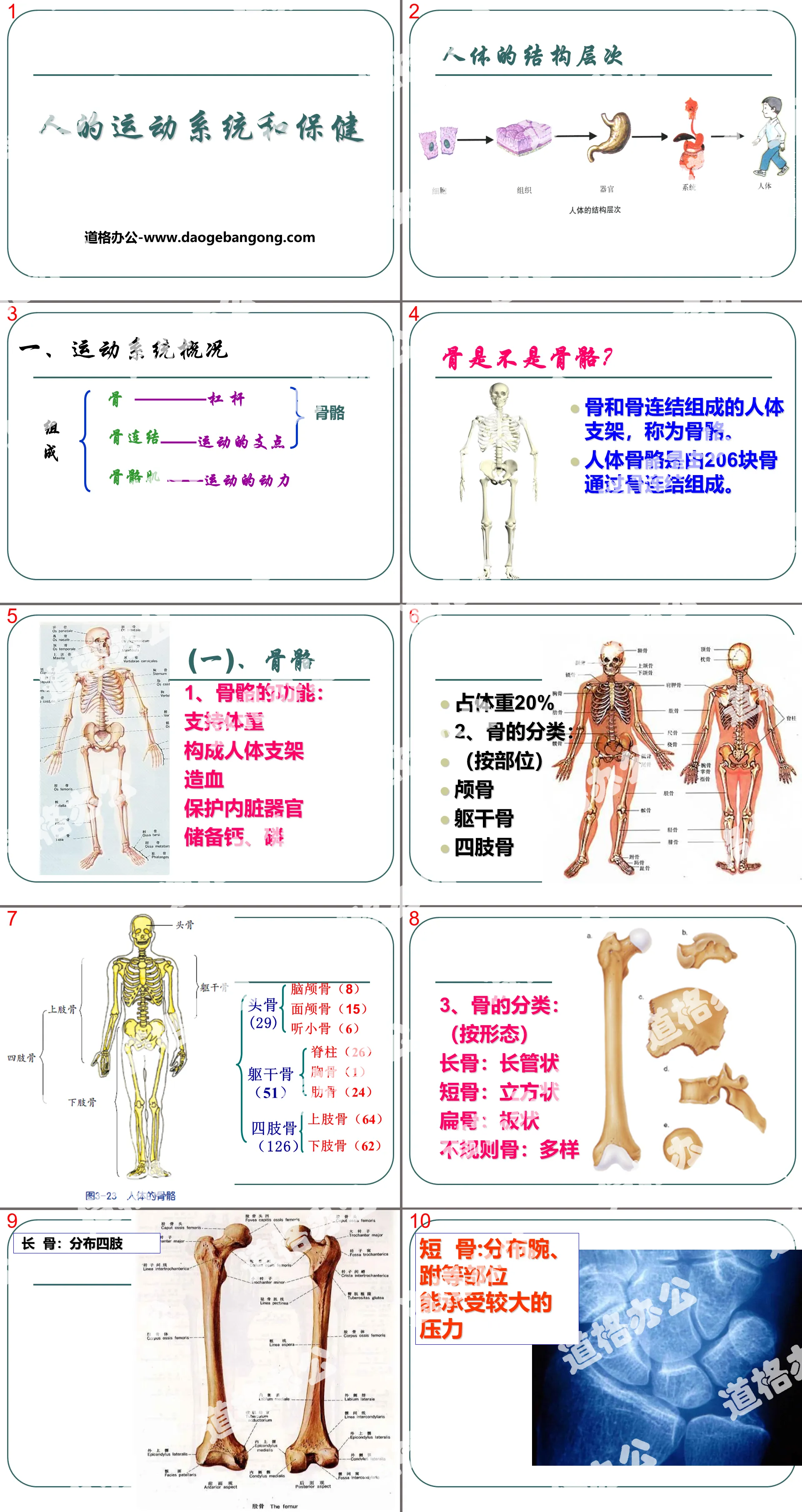 "Human Movement System and Health Care" PPT courseware