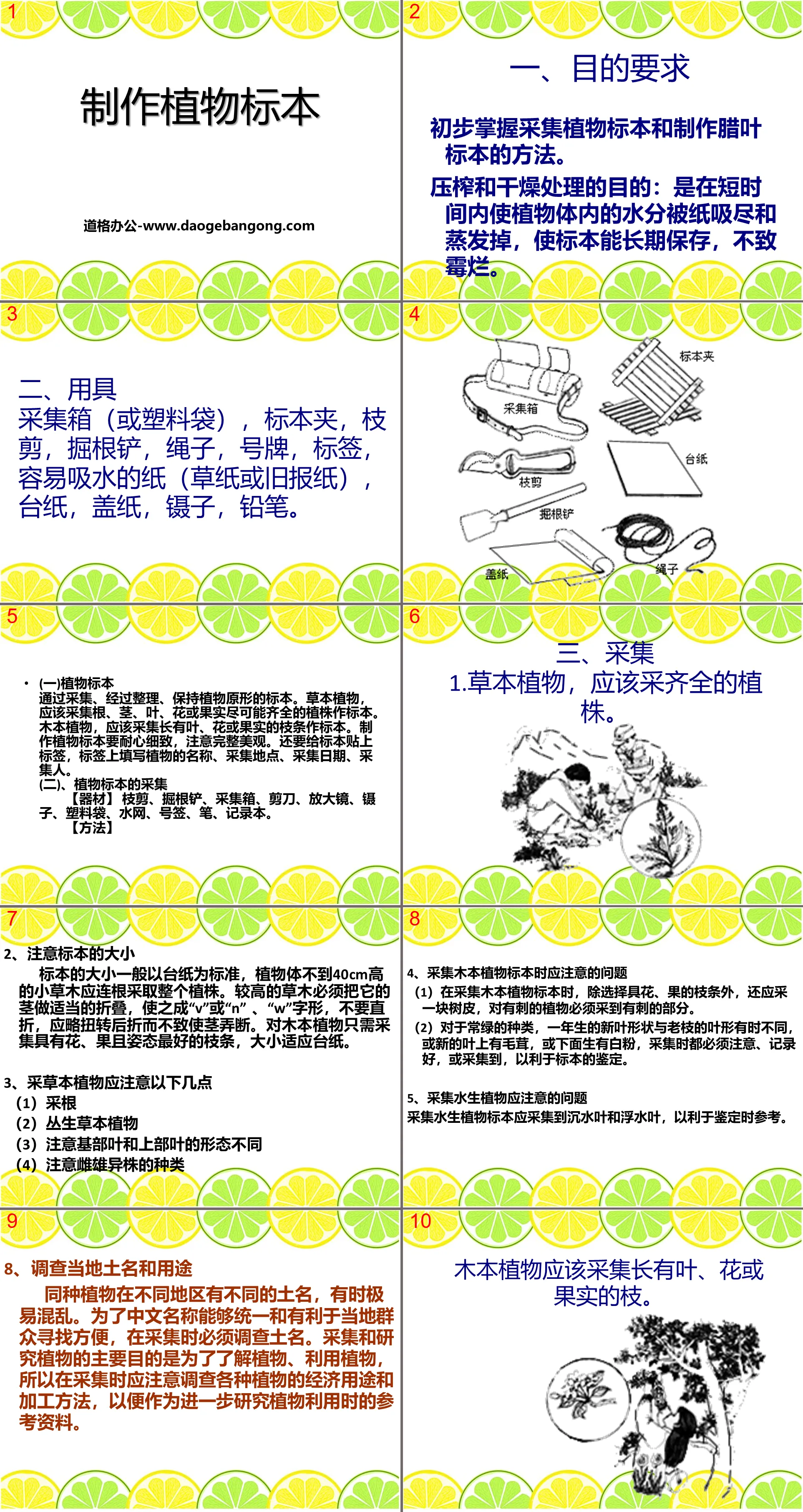 《制作植物标本》认识更多的生物PPT课件
