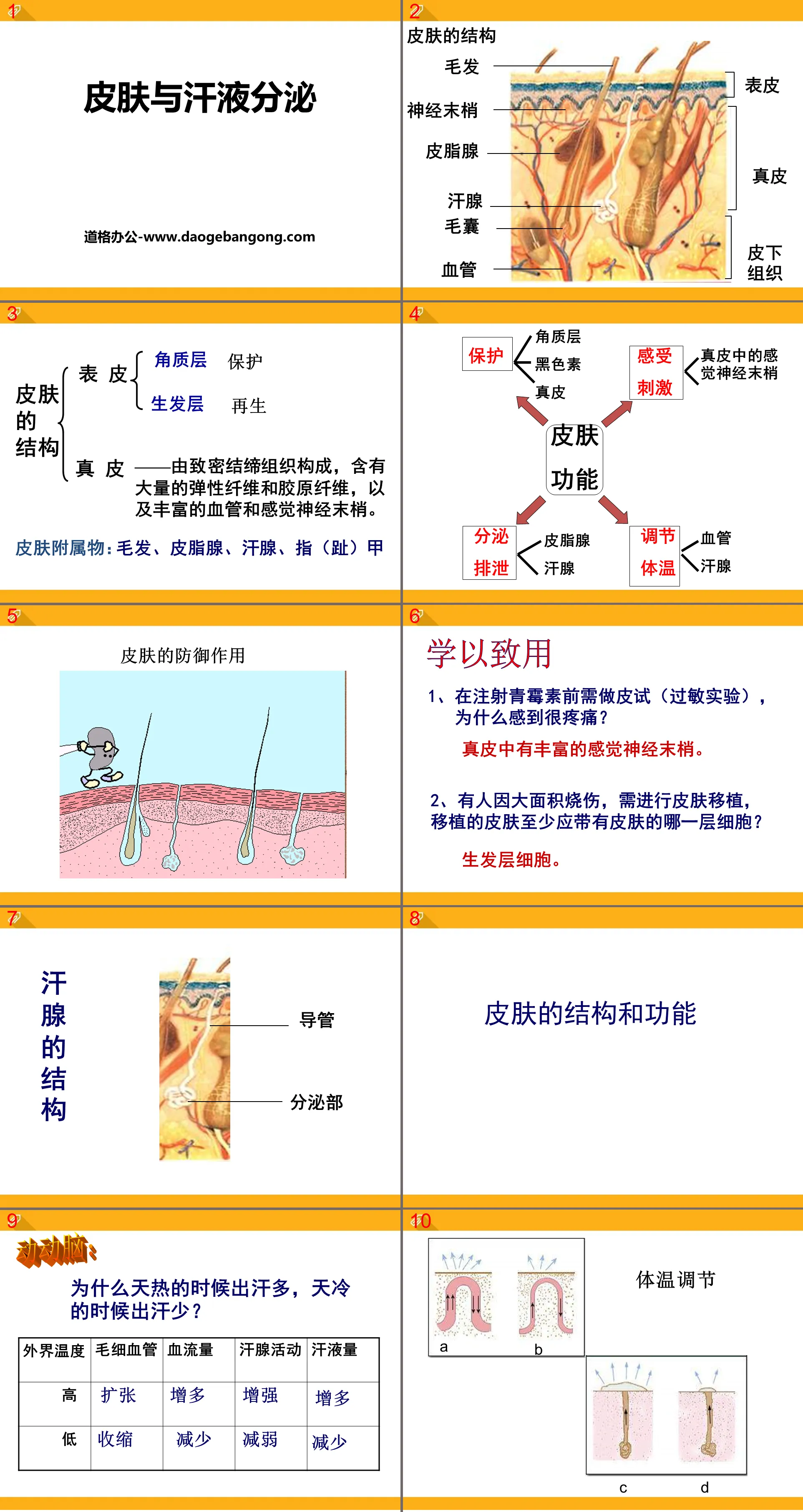 "Skin and Sweat Secretion" PPT courseware