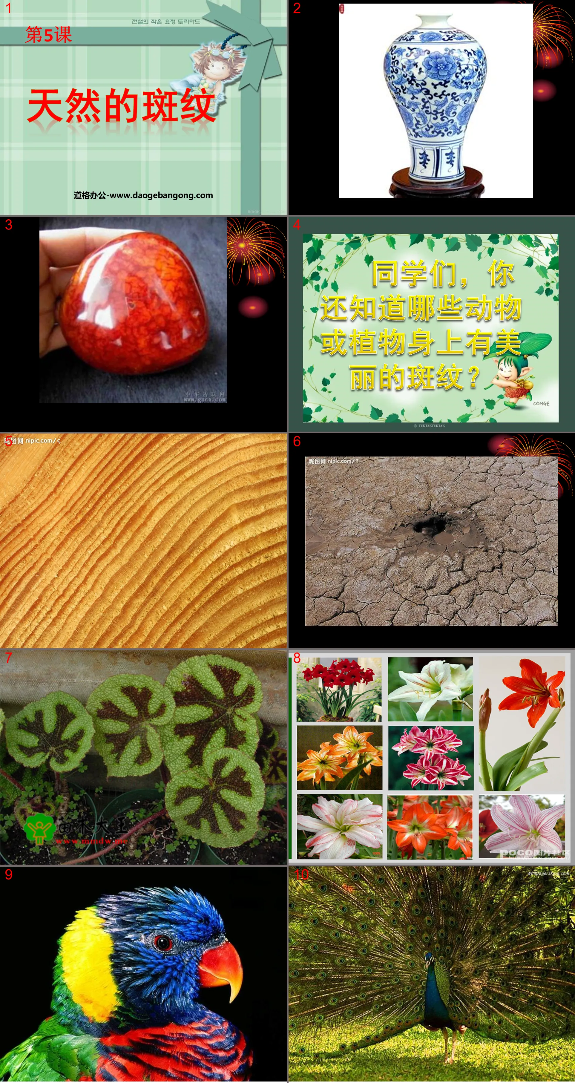 Natural Patterns PPT Courseware 2