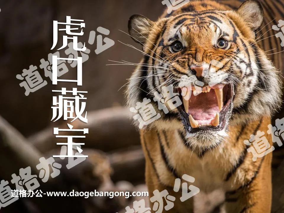 "Treasure Hidden in the Tiger's Mouth" PPT Courseware 2