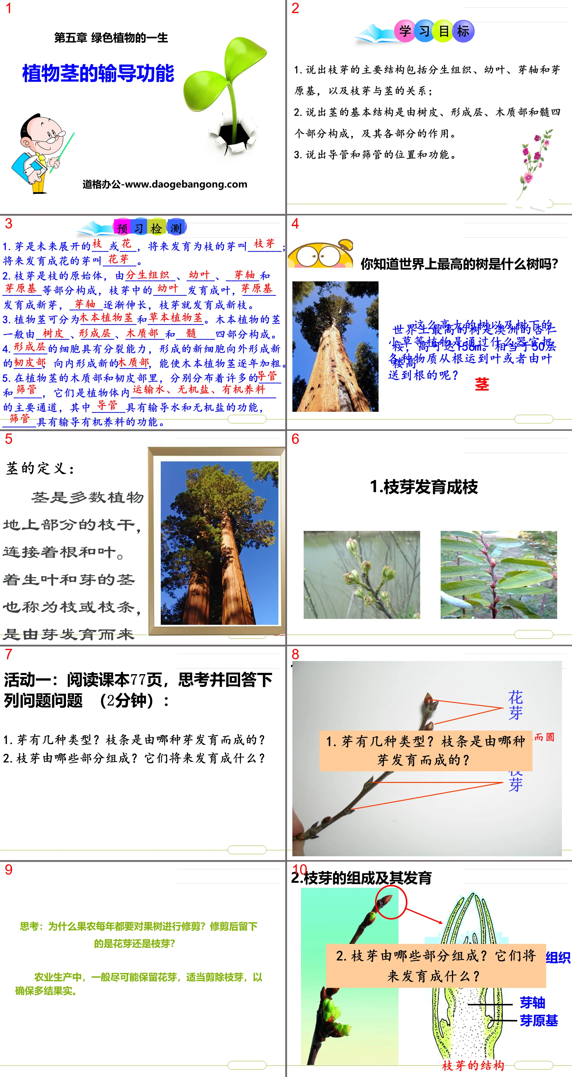 《植物茎的输导功能》PPT
