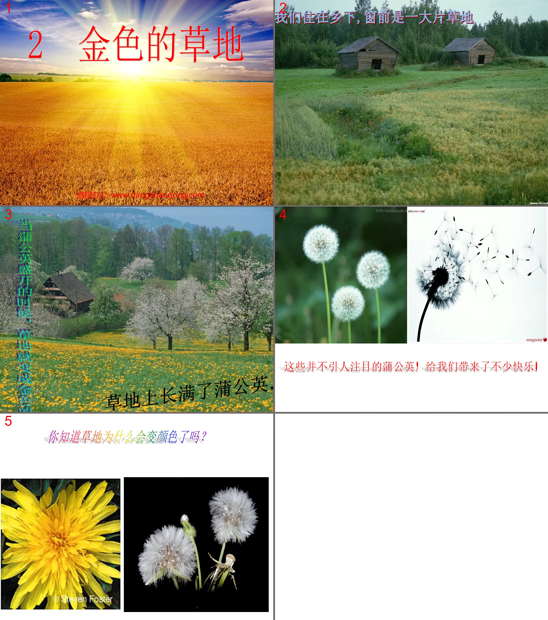 "Golden Grass" PPT teaching courseware download 3