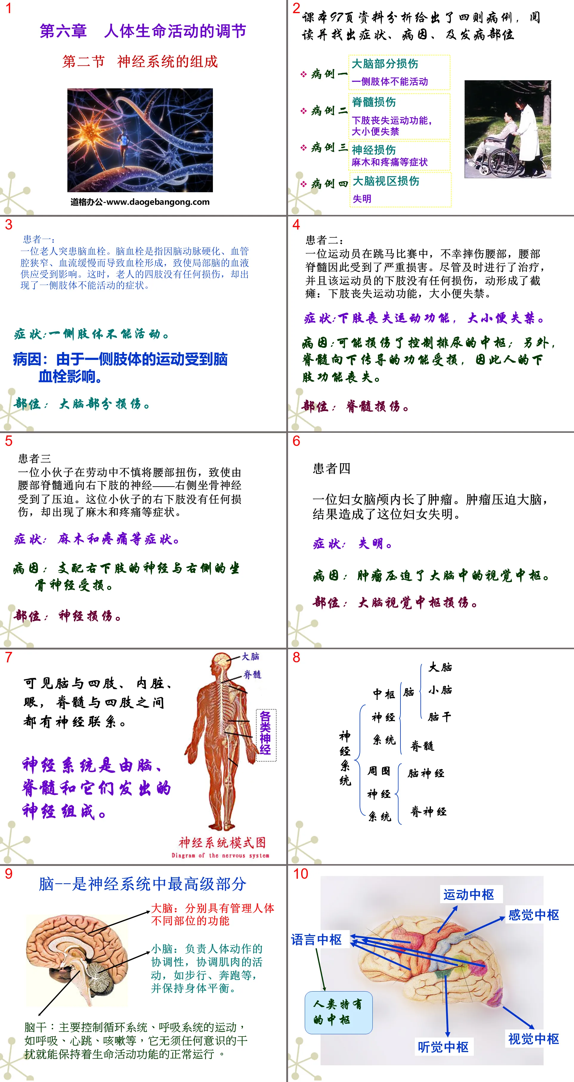 "Composition of the Nervous System" PPT courseware on the regulation of human life activities