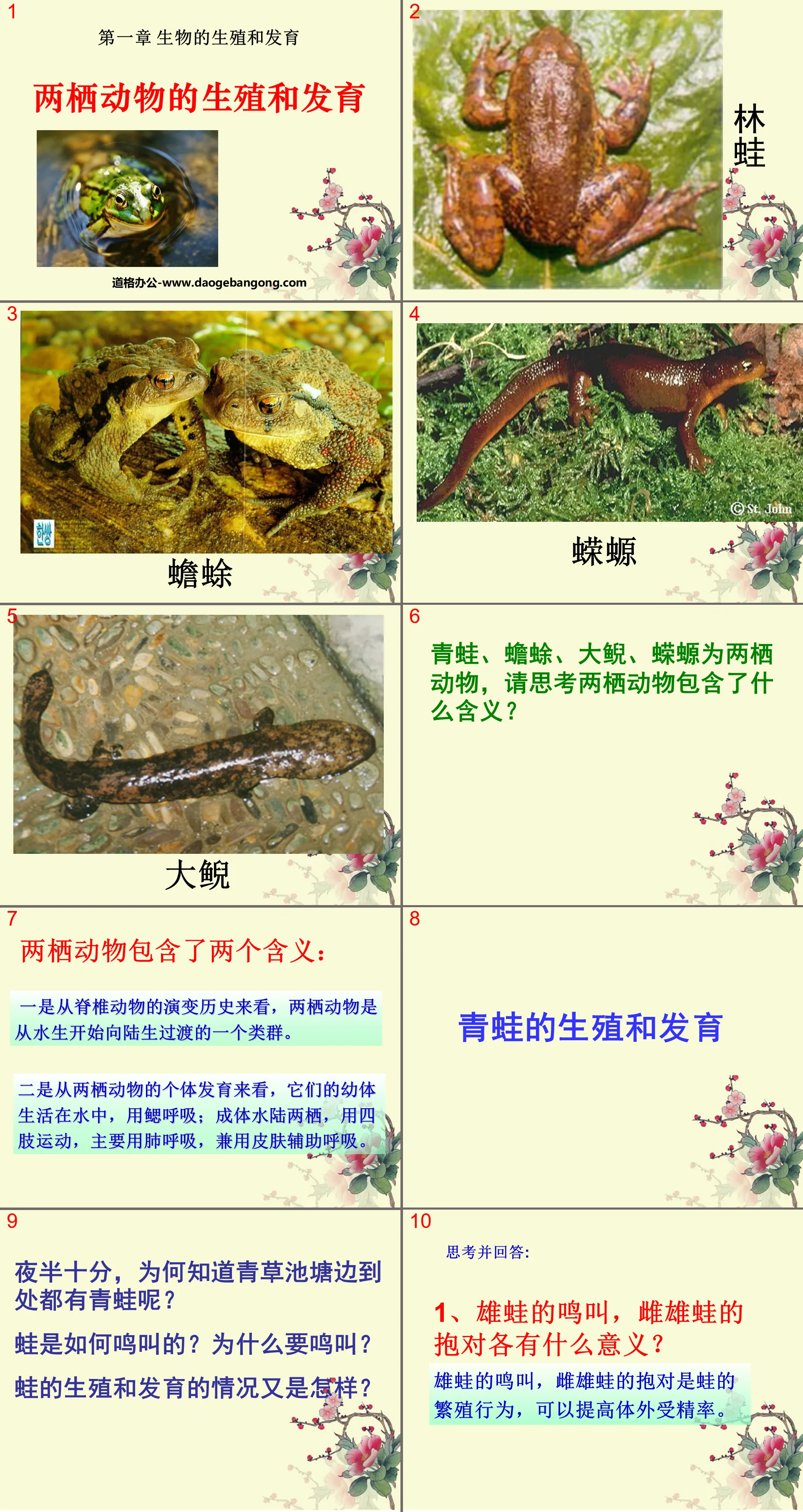"Reproduction and Development of Amphibians" Reproduction and Development of Biological Organisms PPT Courseware 6