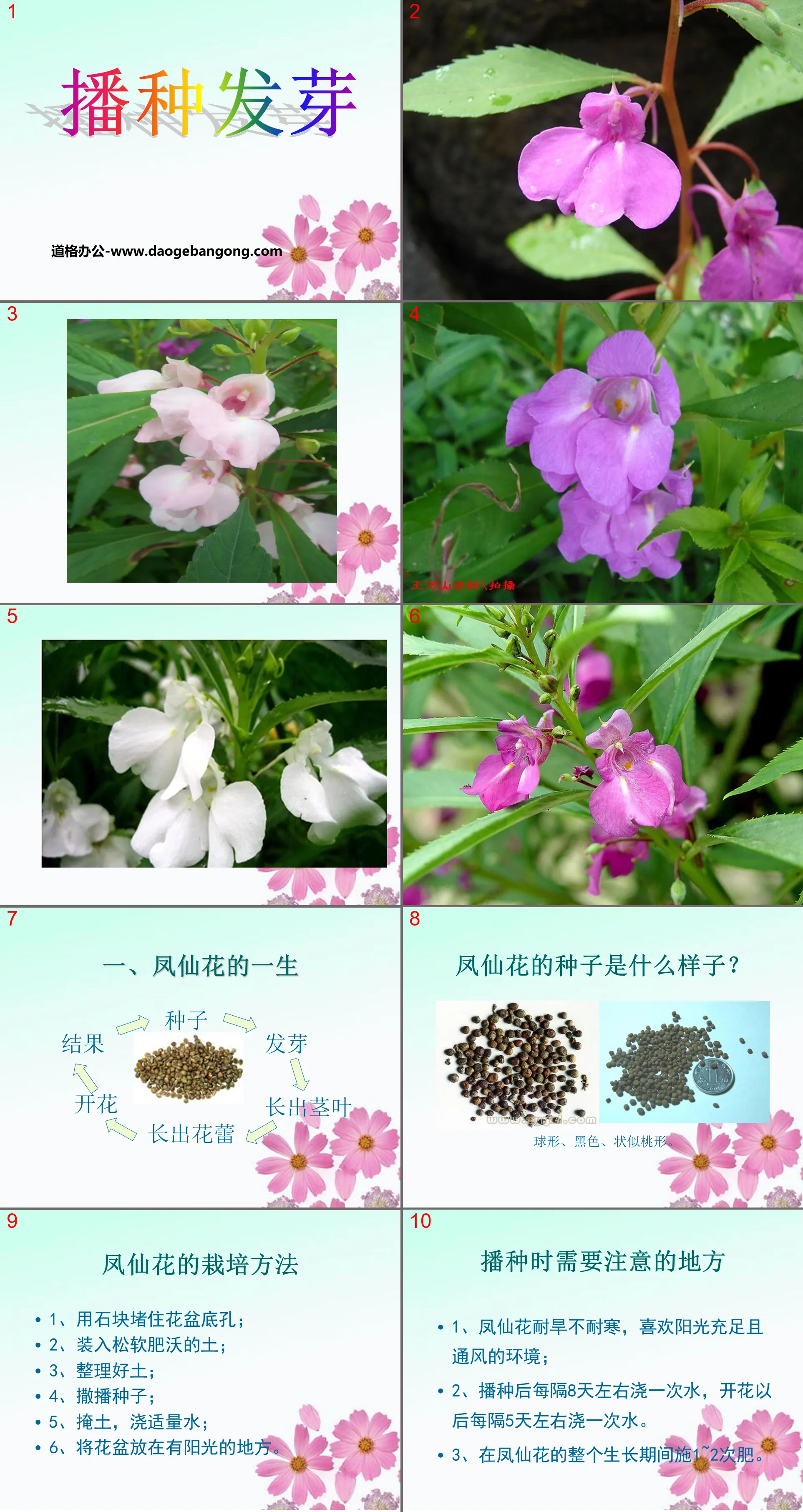 《播种发芽》PPT课件2
