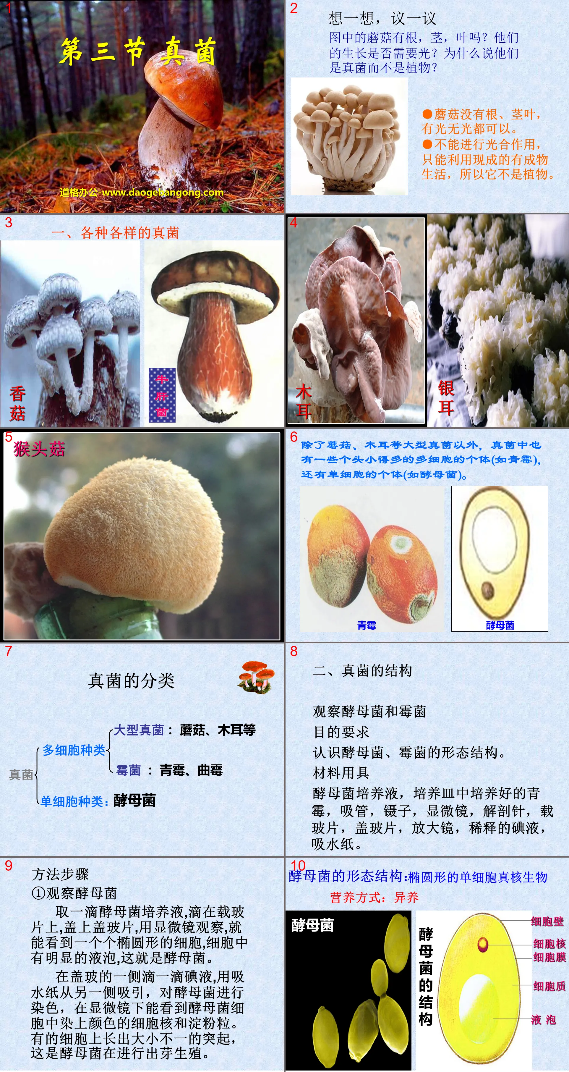 "Fungi" Bacteria and Fungi PPT Courseware 8