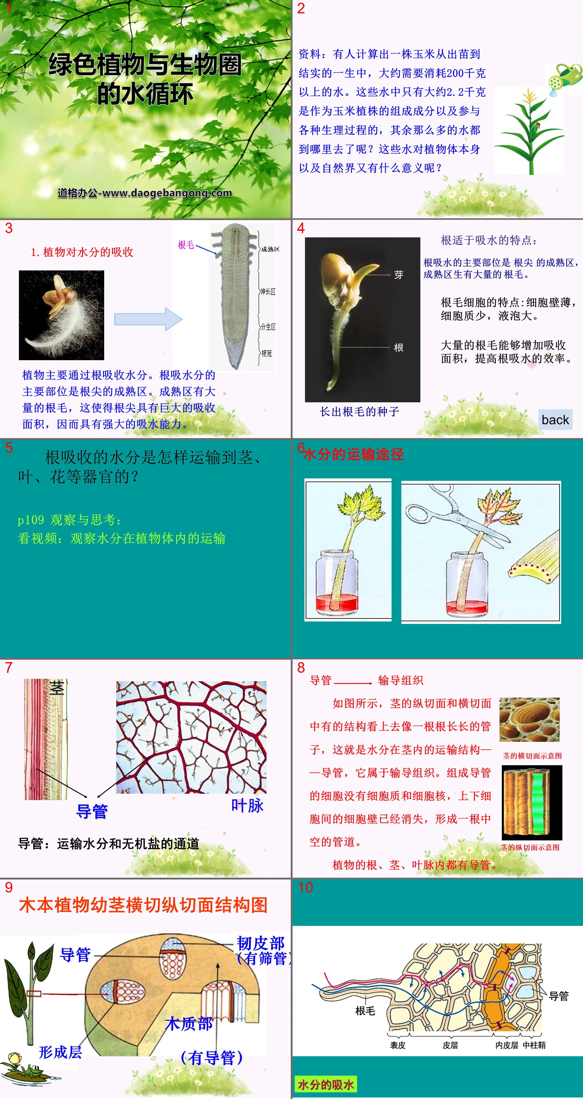 "Green Plants and the Water Cycle of the Biosphere" PPT Courseware 4