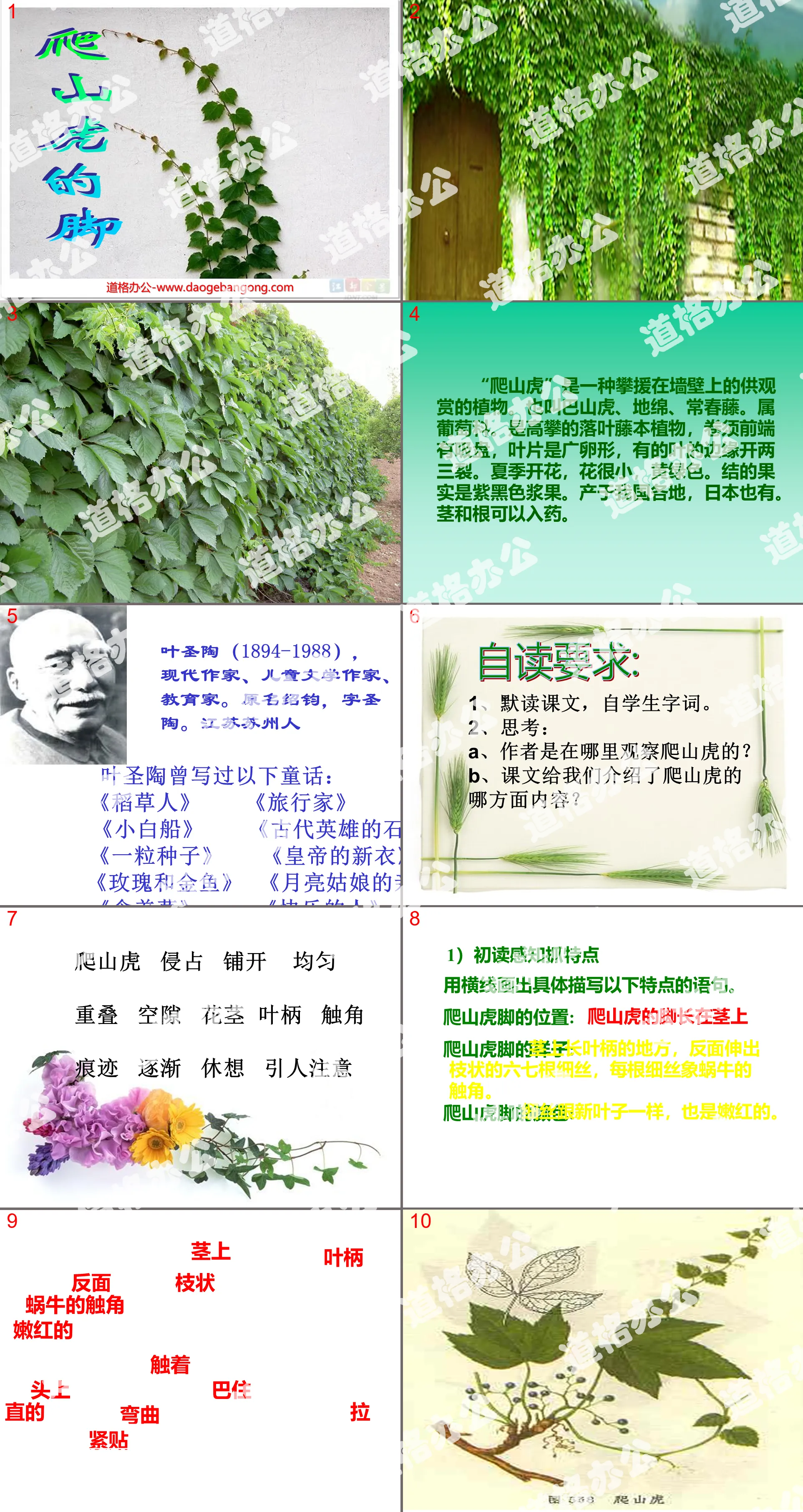 《爬山虎的脚》PPT教学课件下载6
