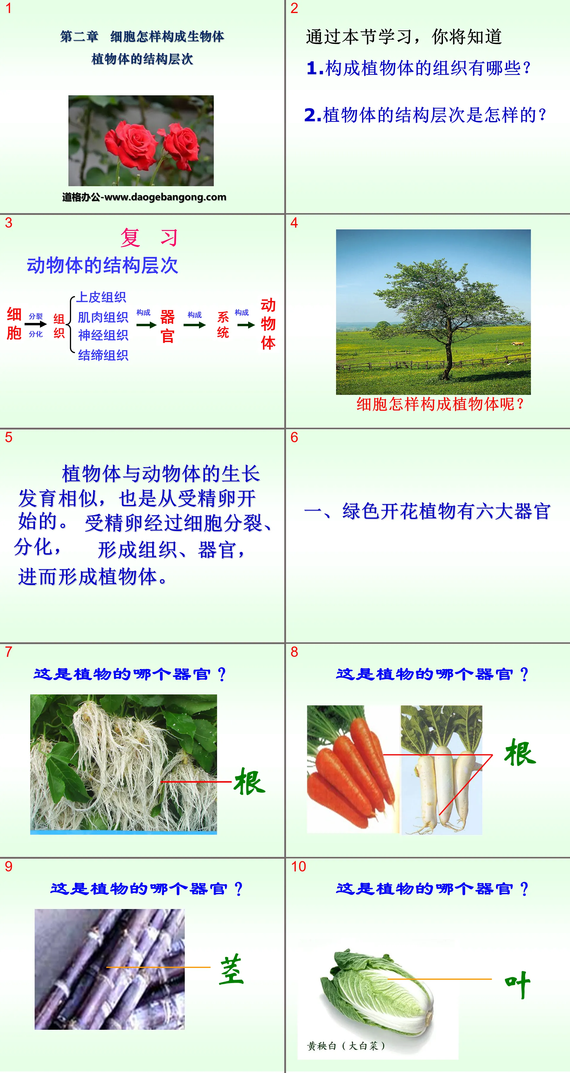 《植物体的结构层次》细胞怎样构成生物体PPT课件6
