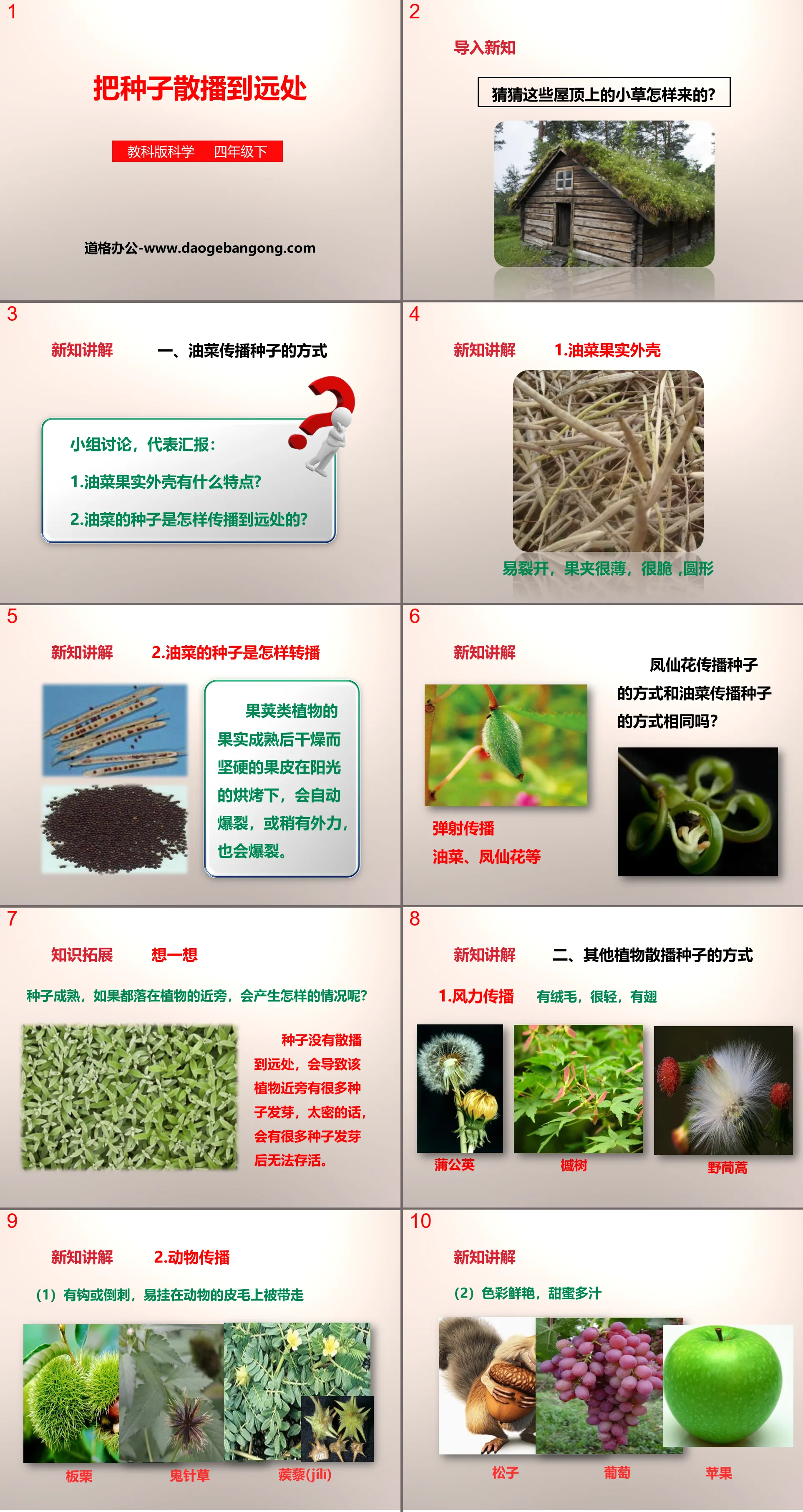 《把種子散播到遠處》新的生命PPT下載