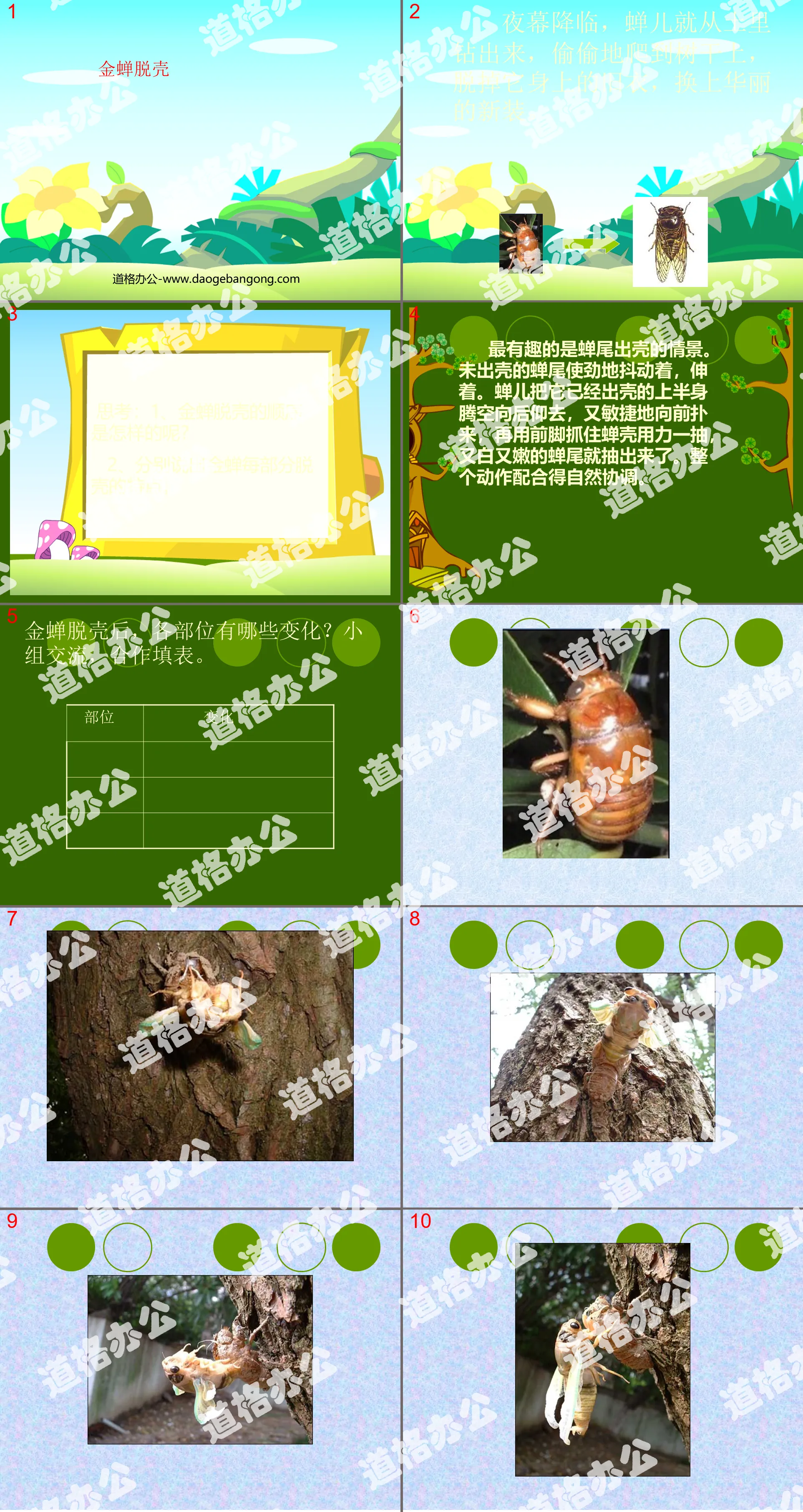 "The Golden Cicada Escapes" PPT Courseware 2