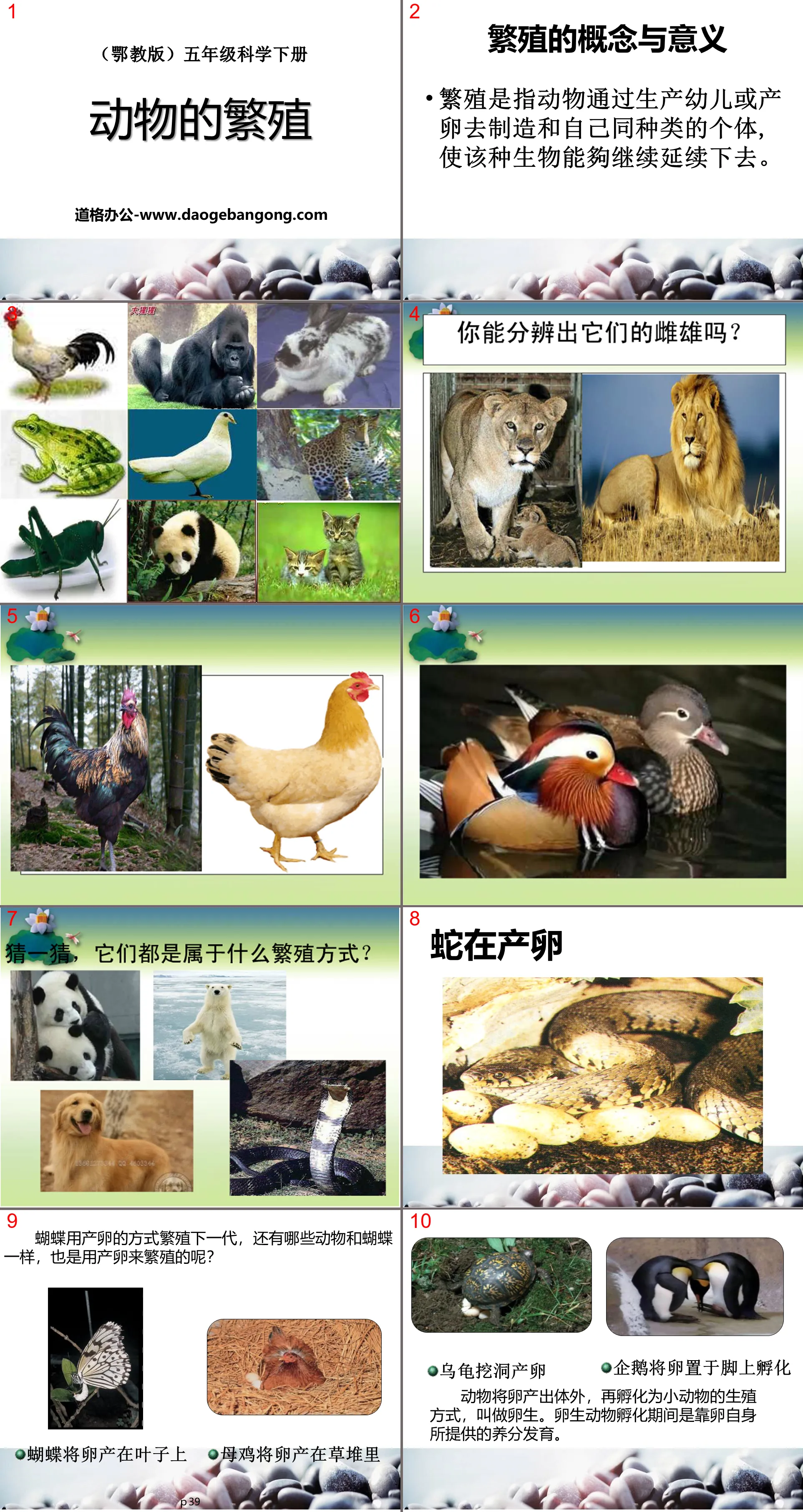 "Animal Reproduction" PPT courseware