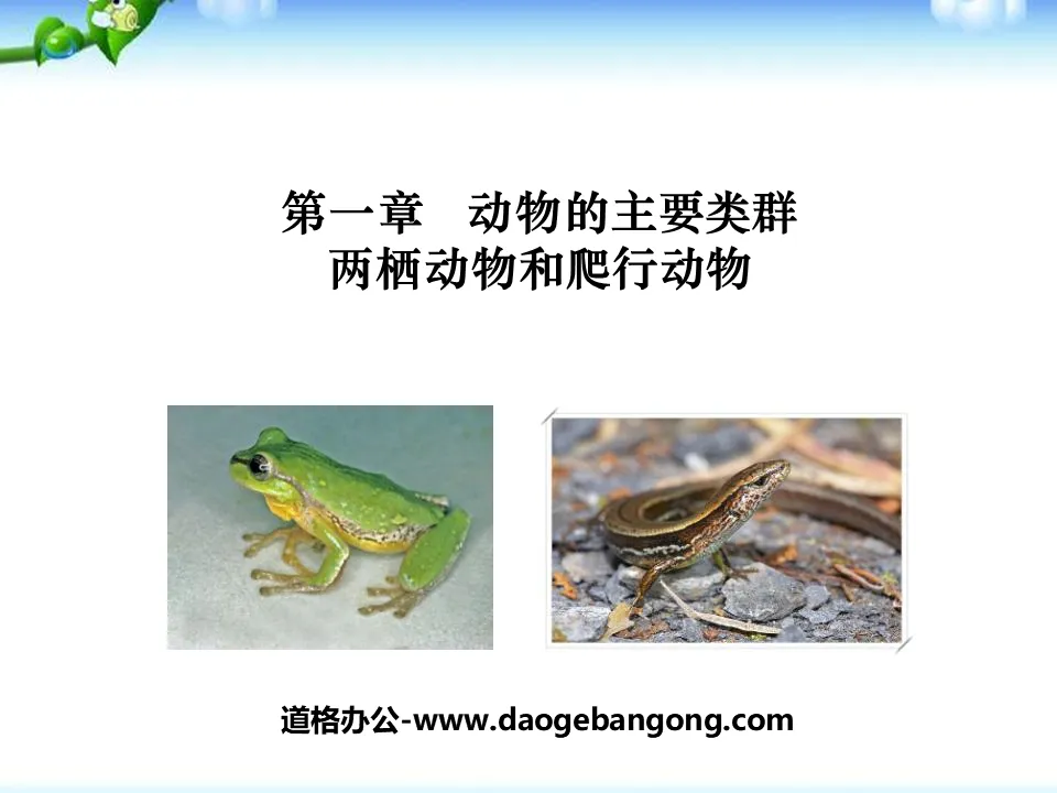 "Amphibians and Reptiles" Main Groups of Animals PPT Courseware 4