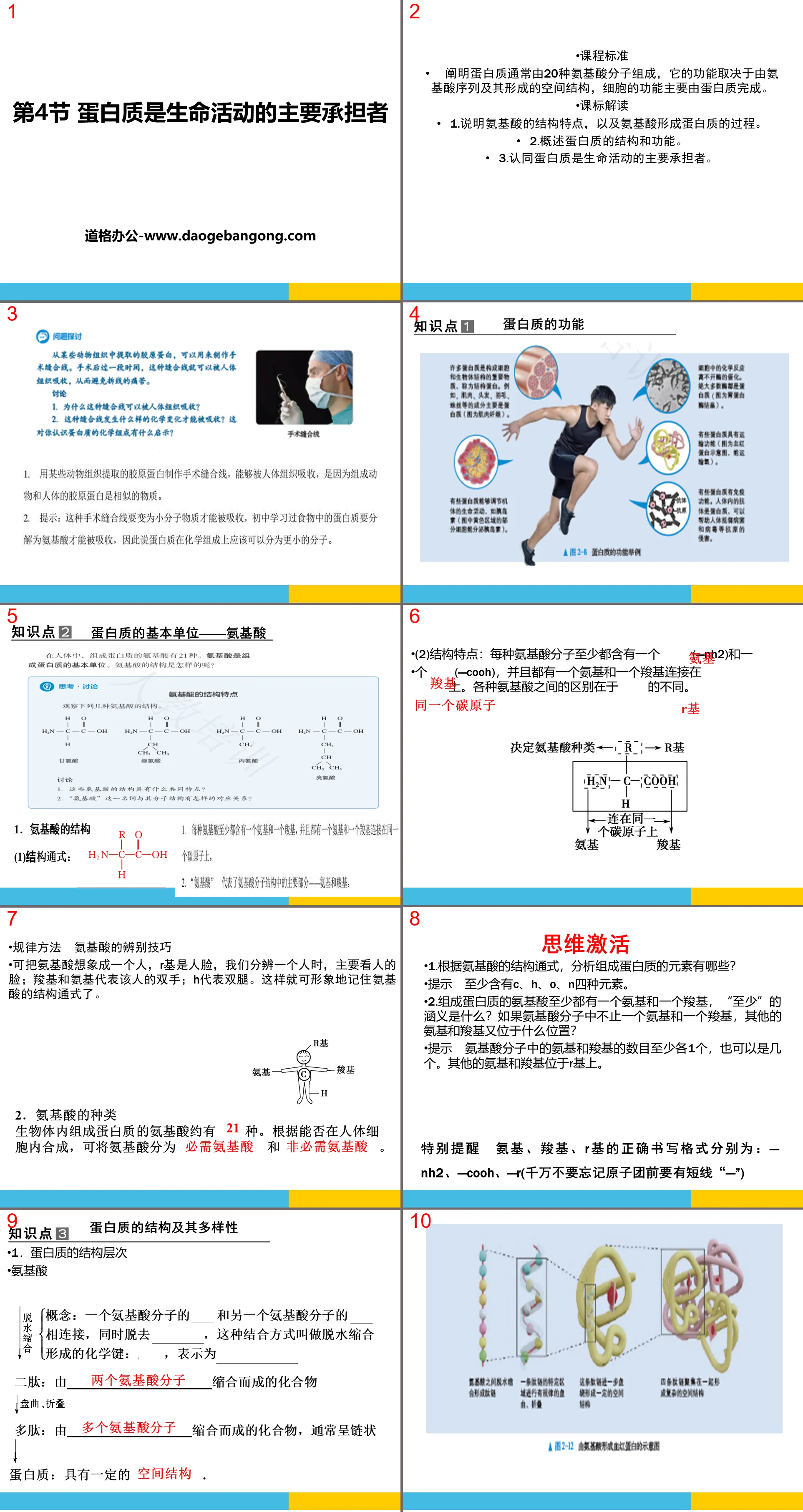 《蛋白質是生命活動的主要承擔者》組成細胞的分子PPT課程