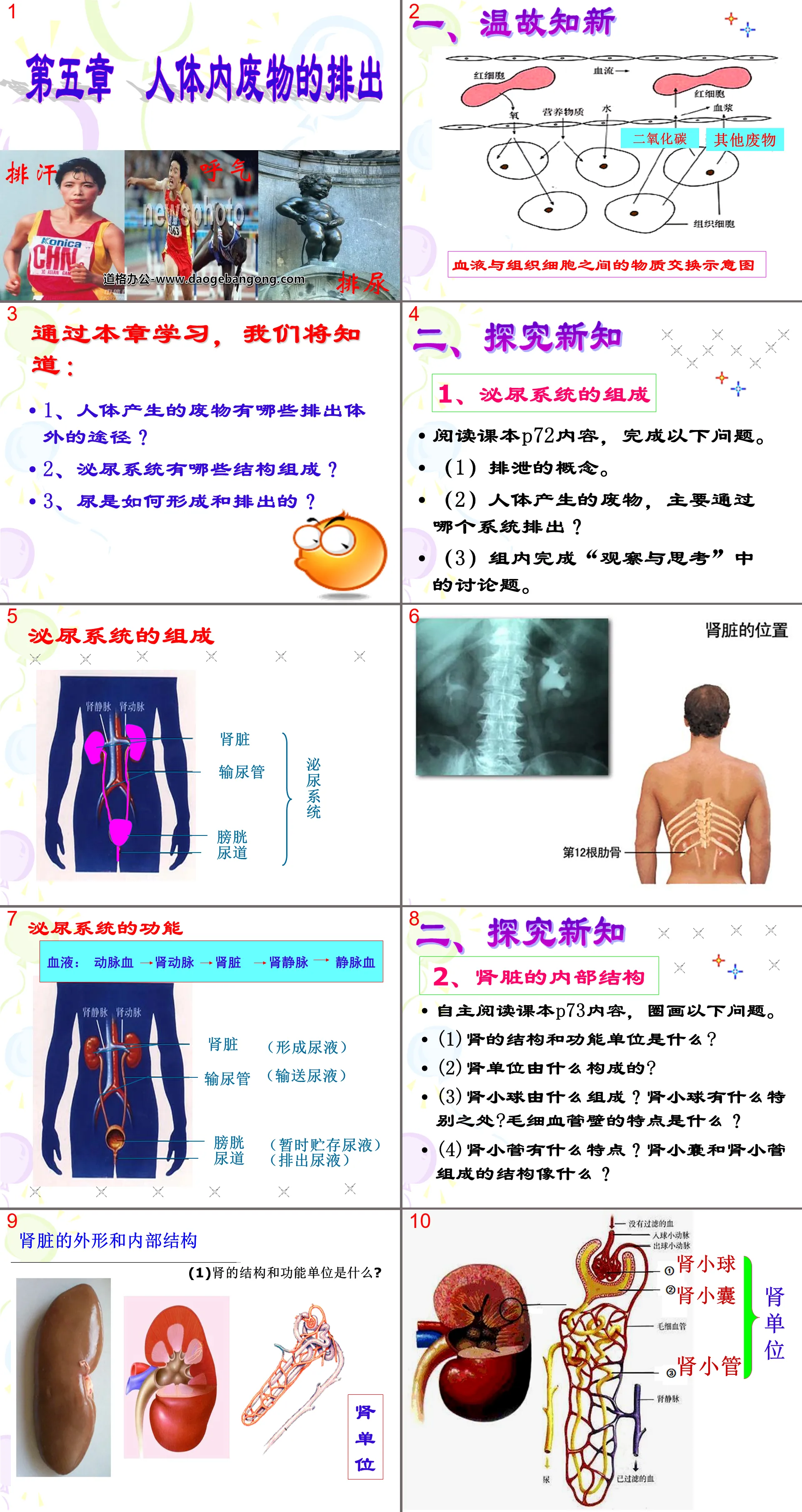 "Exclusion of Waste from the Human Body" PPT courseware