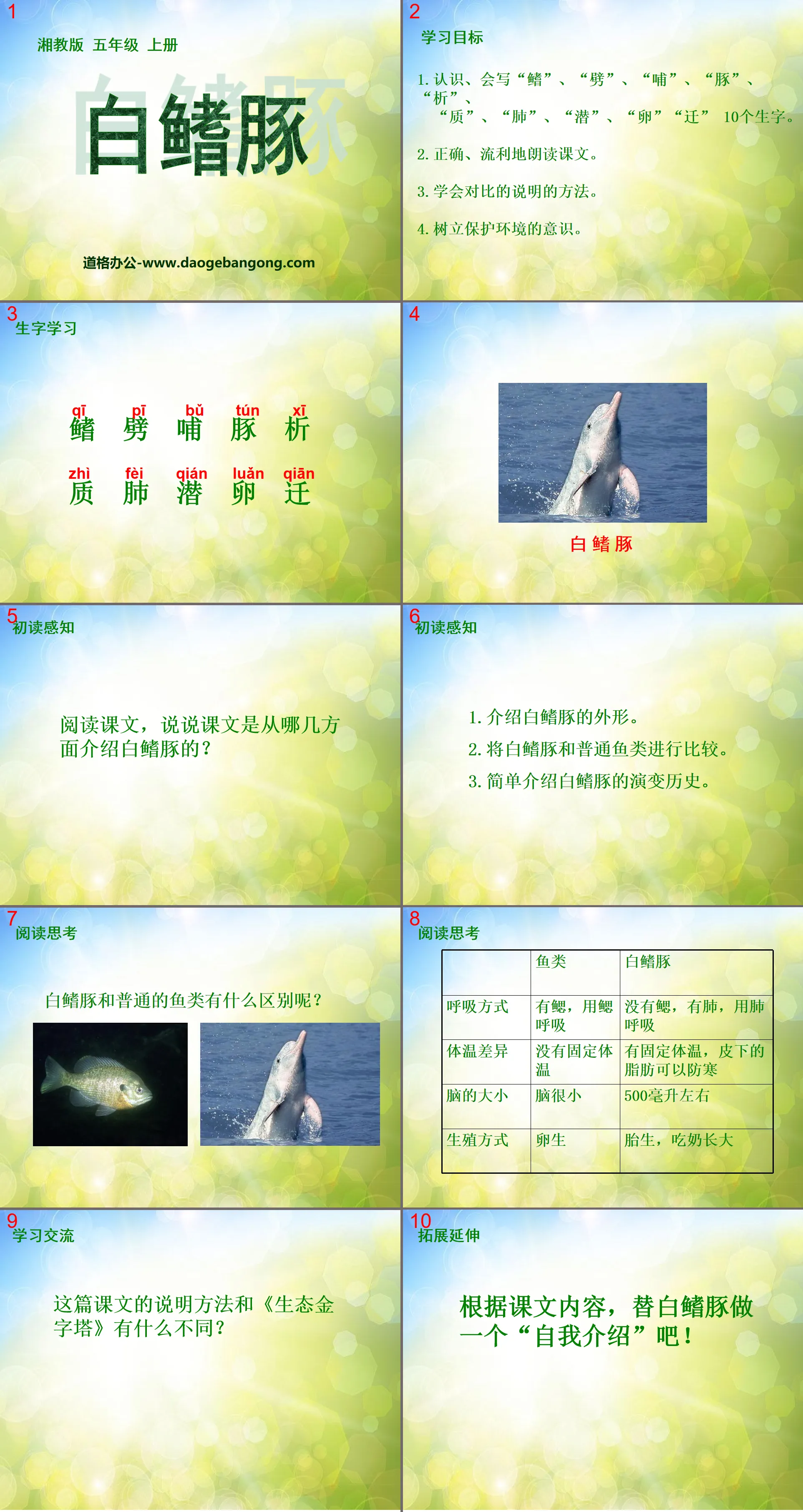 "Baiji Dolphin" PPT courseware