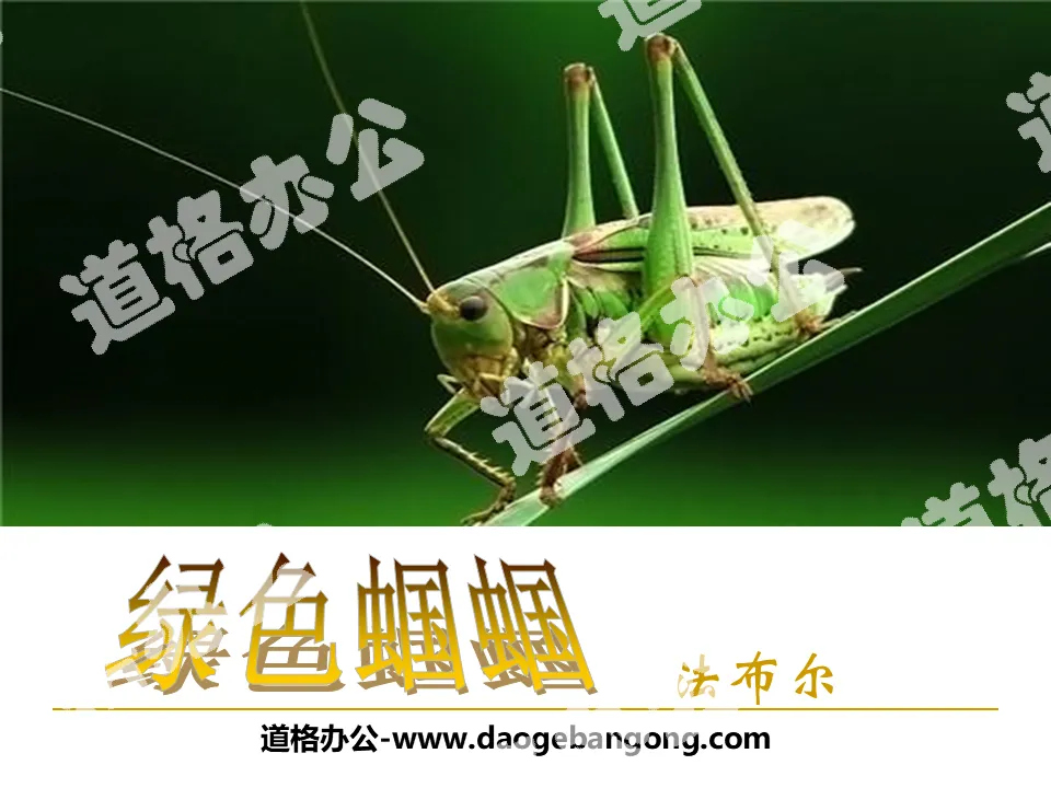 "Green Grasshopper" PPT courseware 5