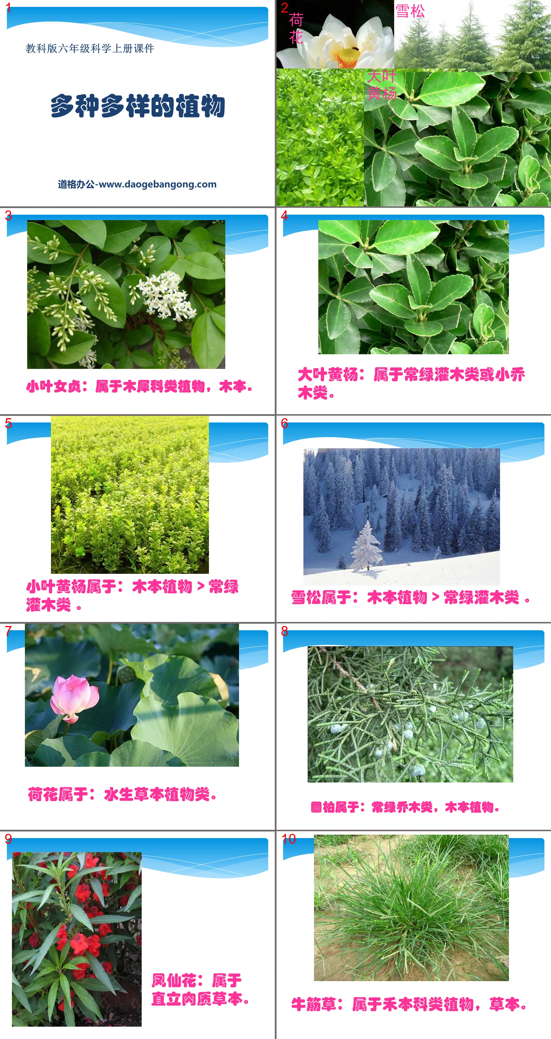 "Various Plants" Biological Diversity PPT Courseware