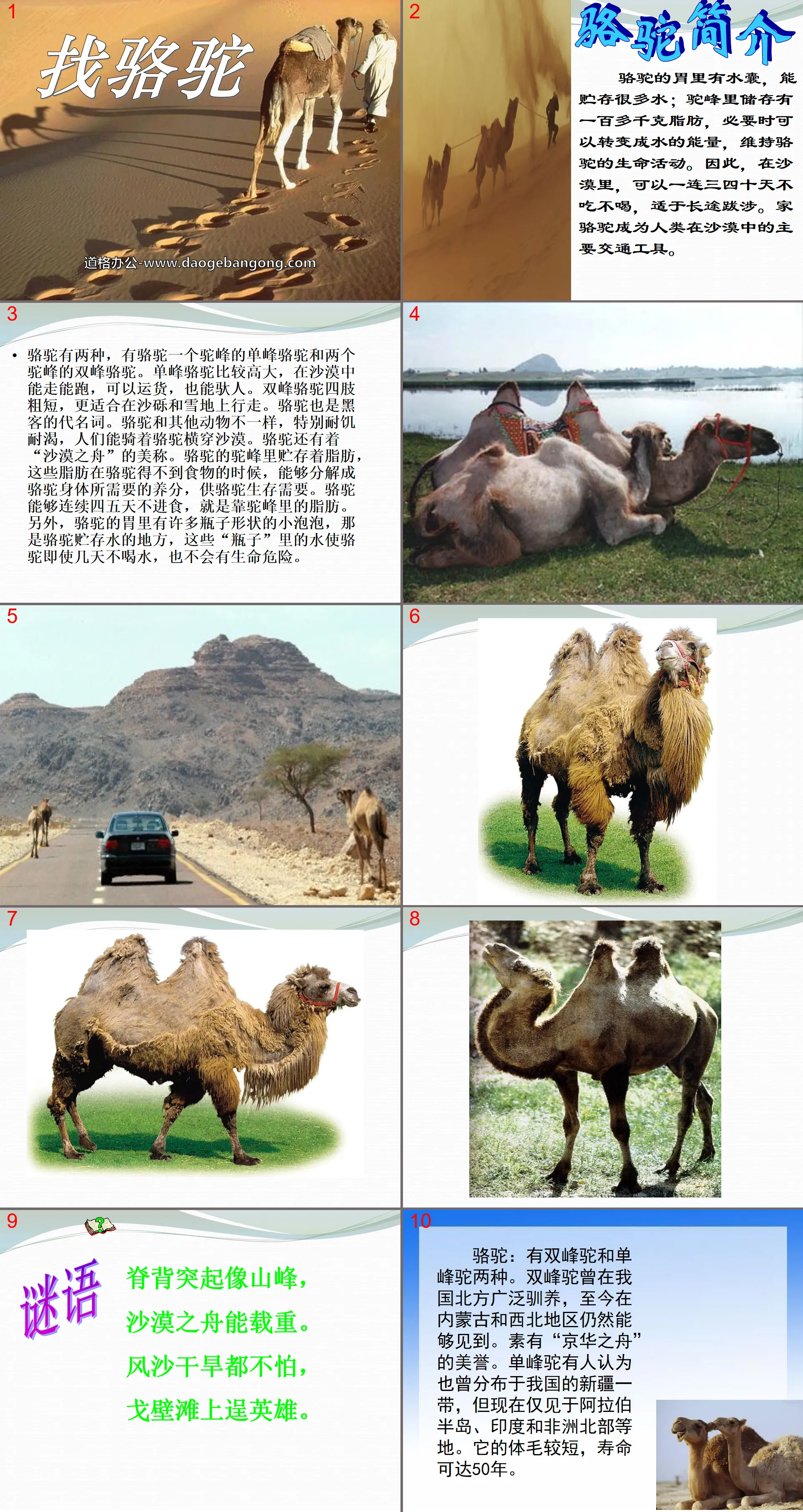 "Looking for Camels" PPT courseware 6