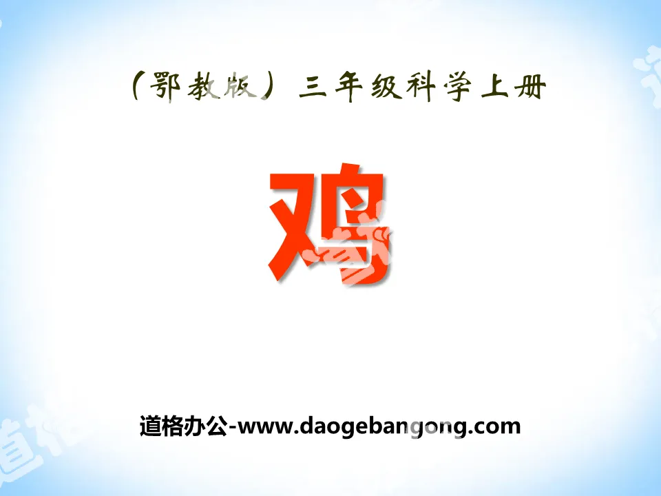 《鸡》家养小动物PPT课件
