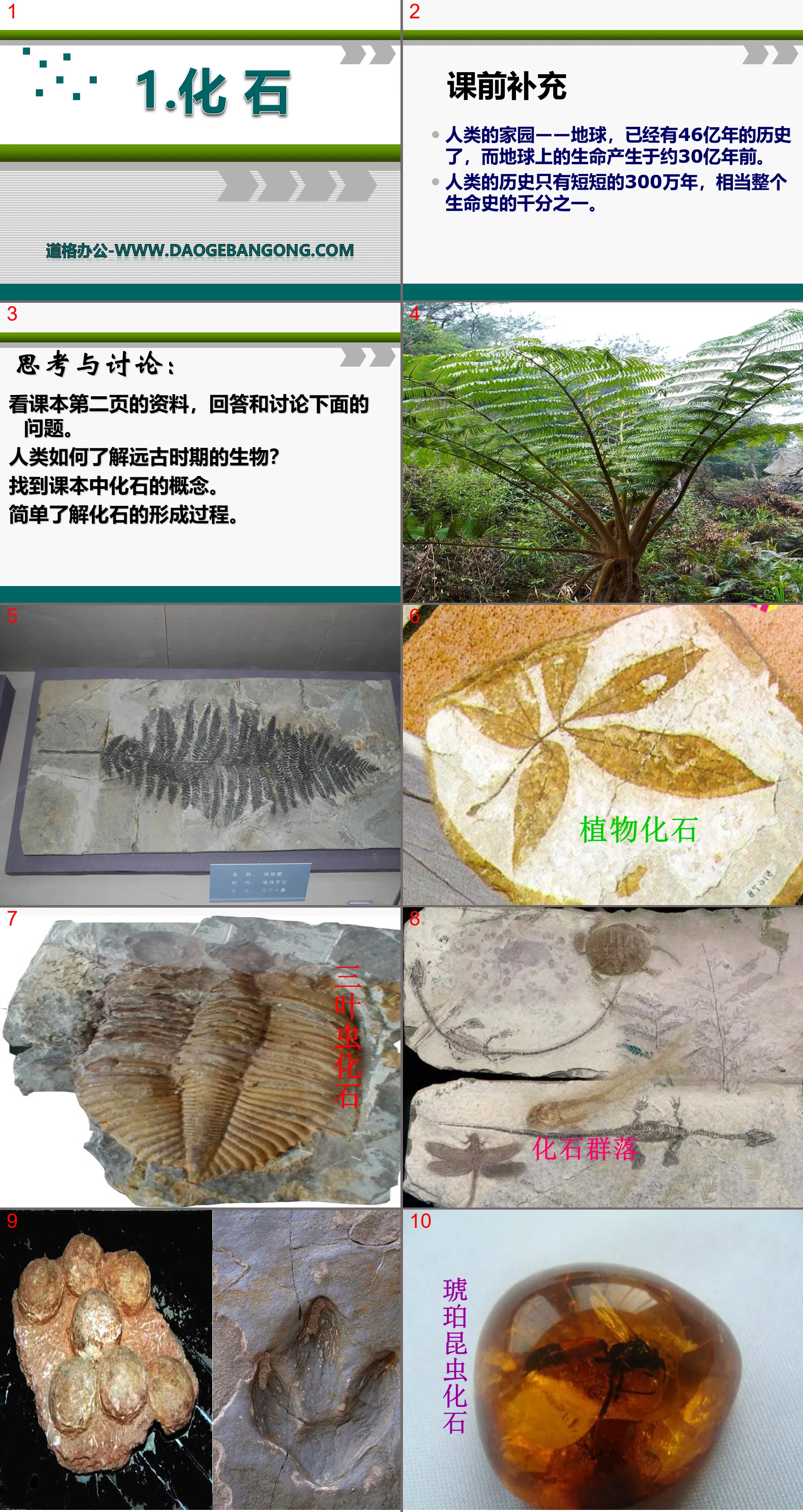 "Fossils" PPT courseware