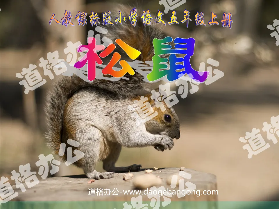 "Squirrel" PPT courseware download 2