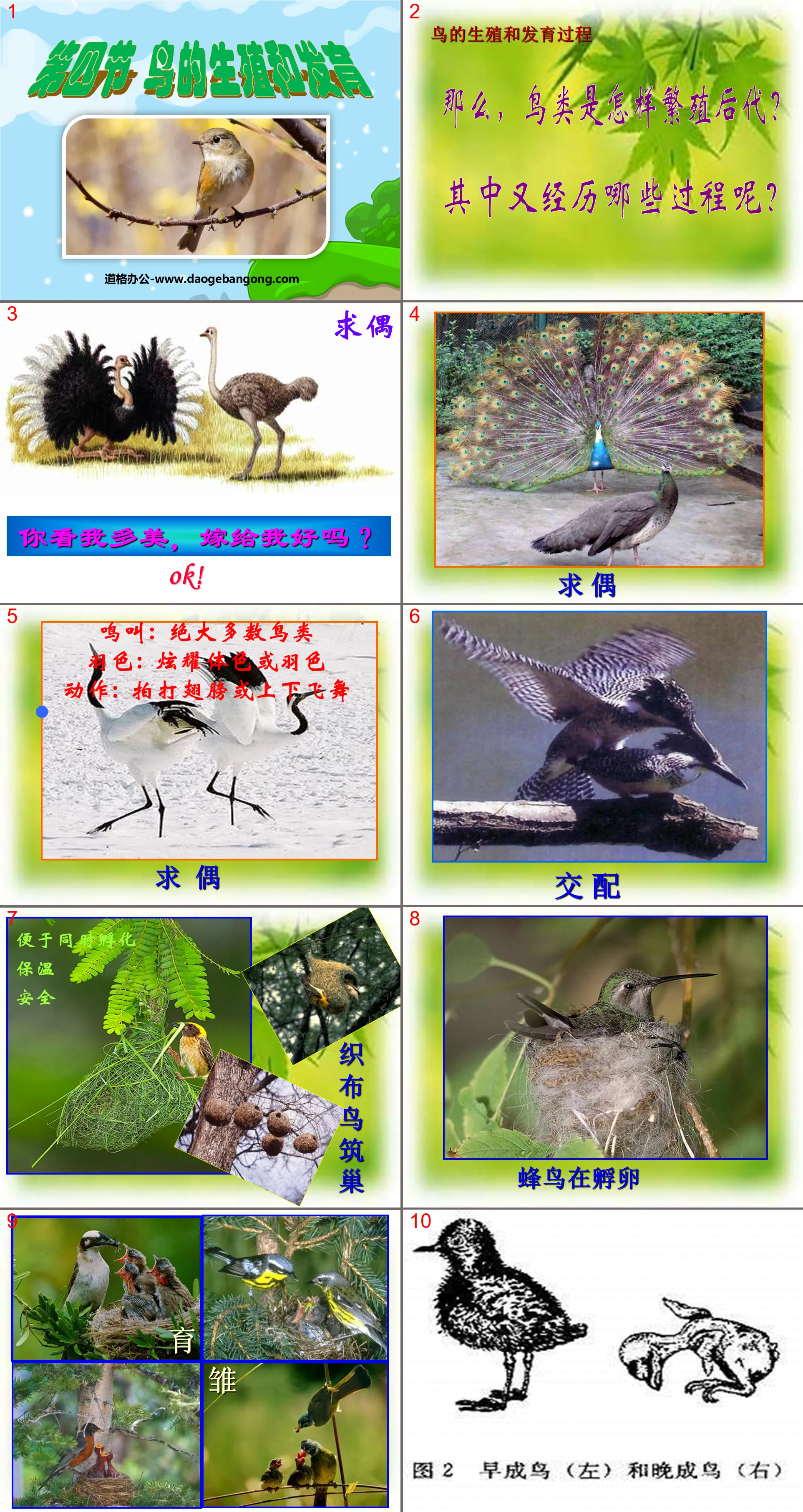 "Reproduction and Development of Birds" Biological Reproduction and Development PPT Courseware 3