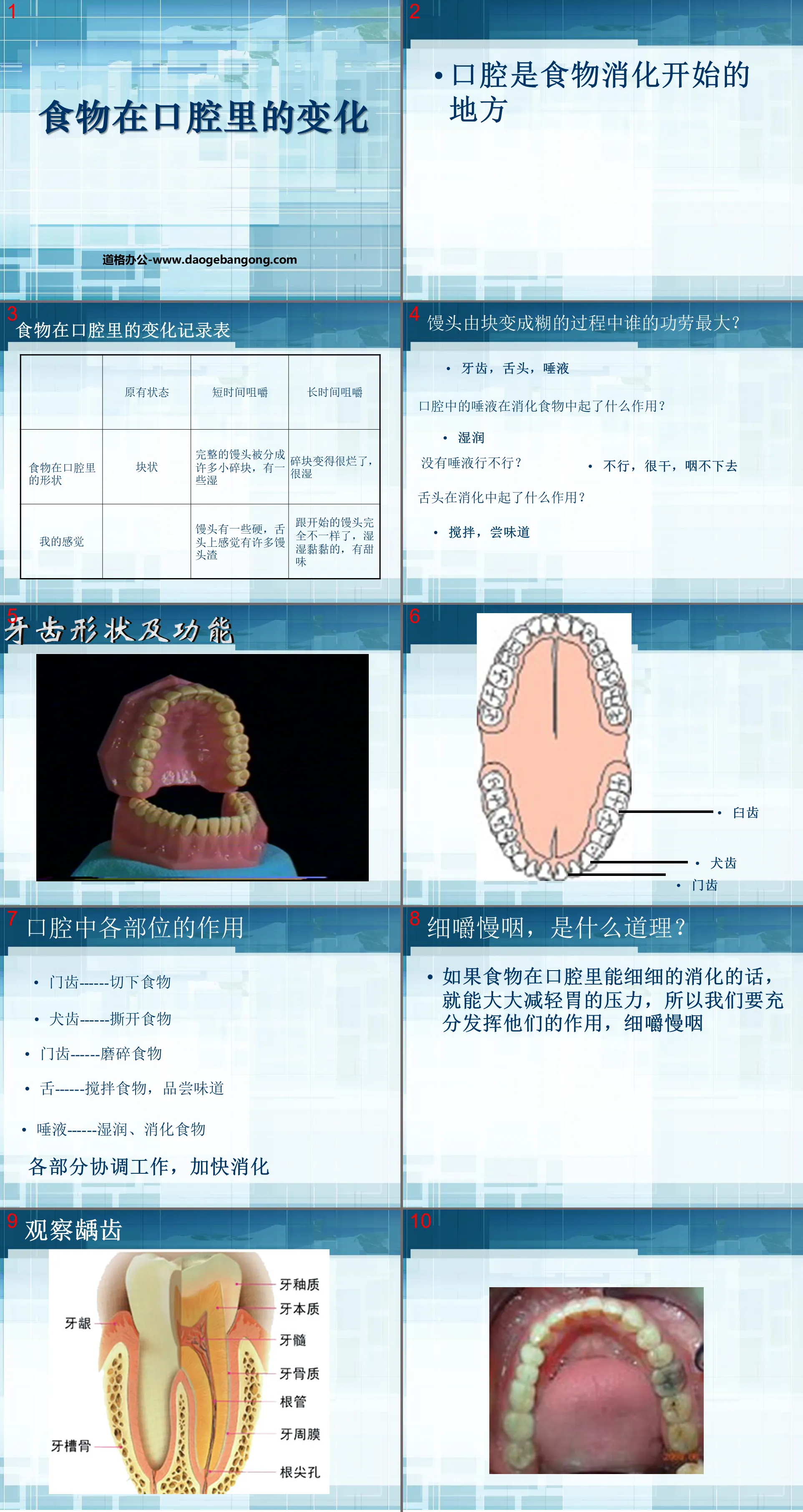 《食物在口腔的變化》我們的身體PPT課程2