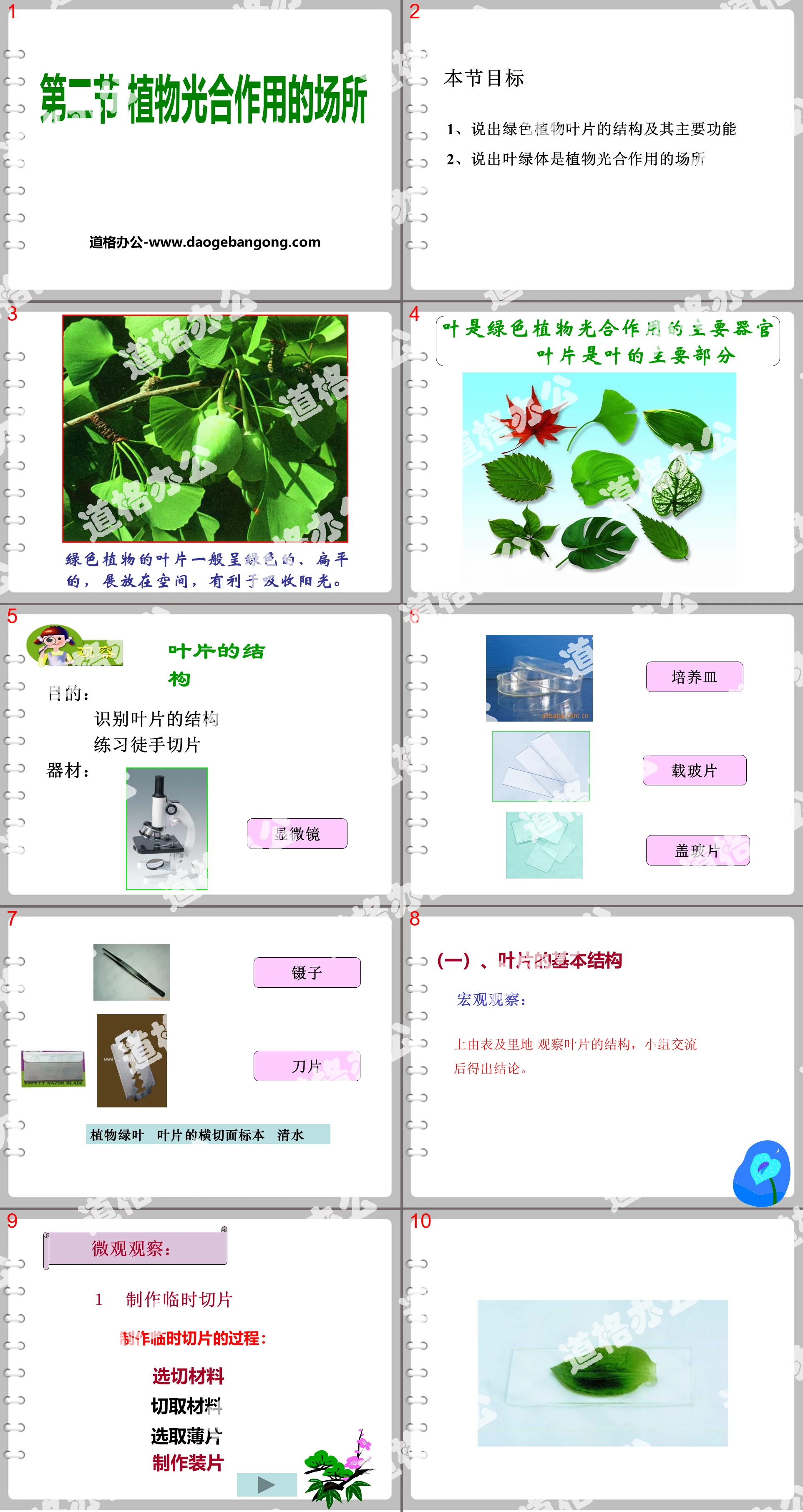 《植物光合作用的场所》PPT课件
