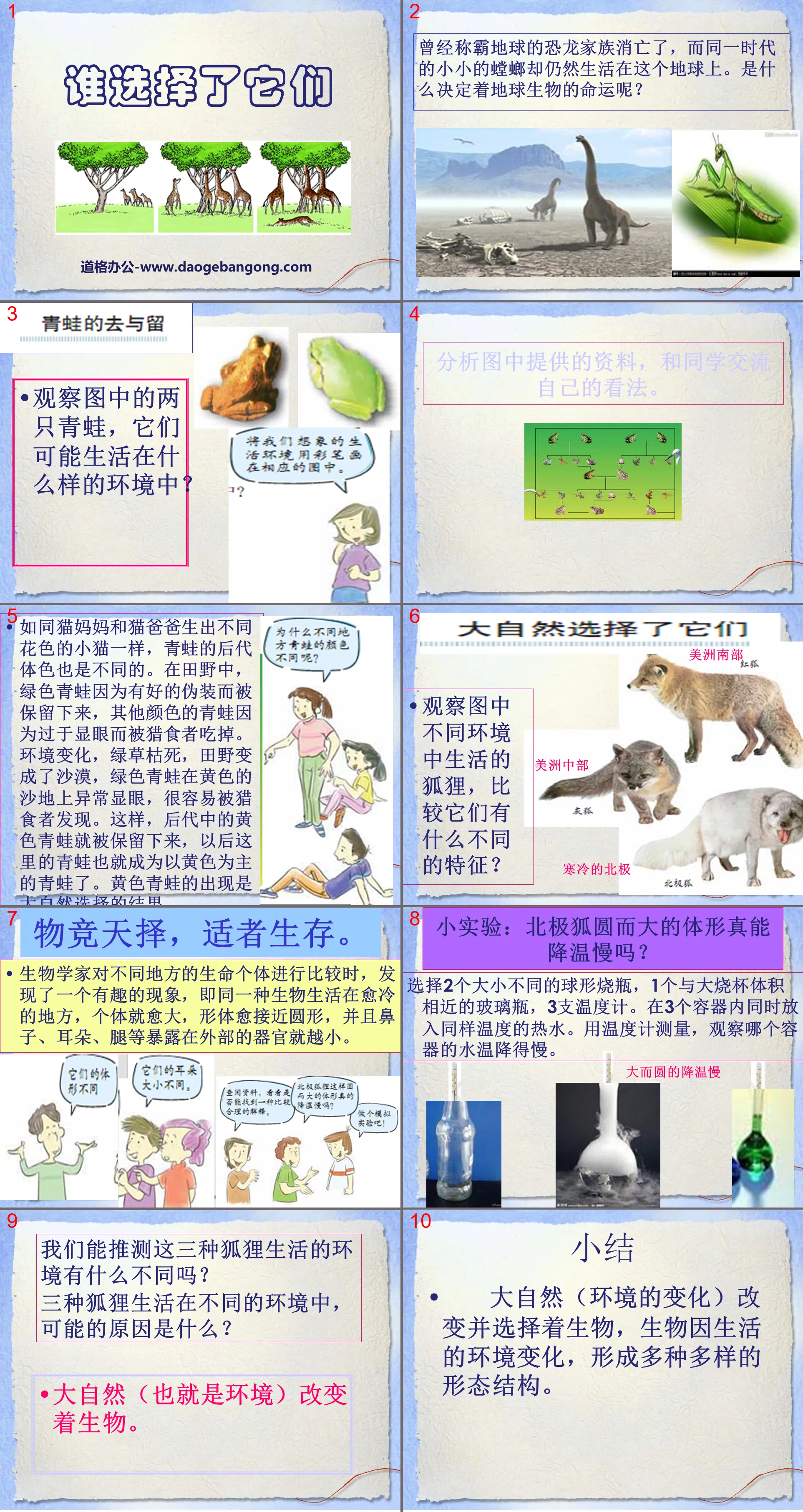 《誰選擇了它們》生物的多樣性PPT課件4