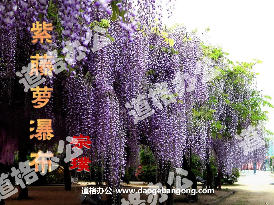 "Wisteria Waterfall" PPT courseware 3