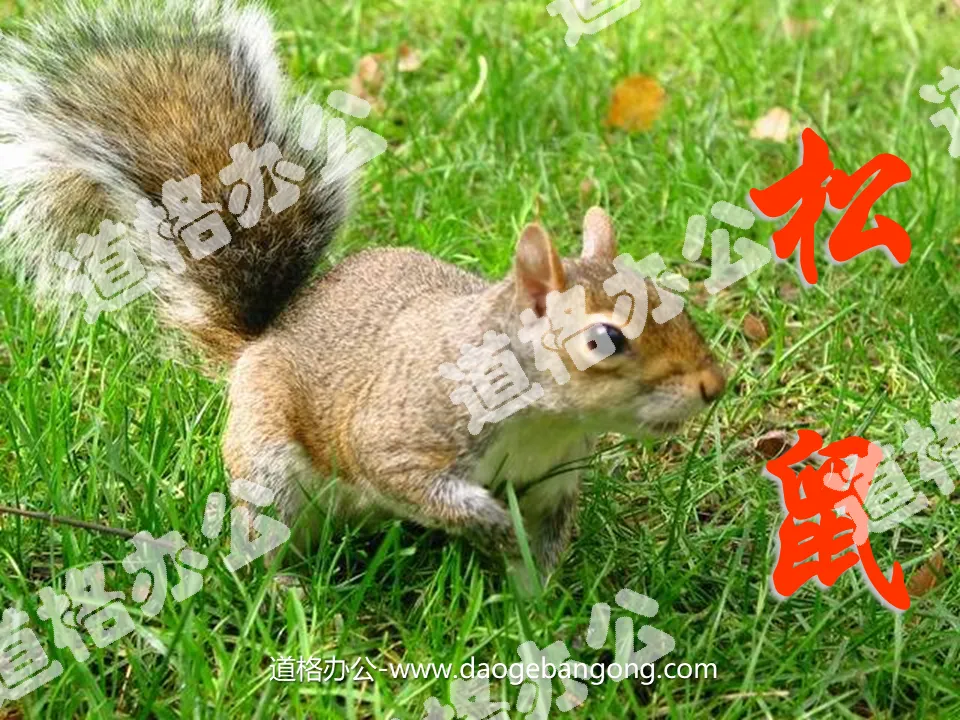 "Squirrel" PPT courseware download 4