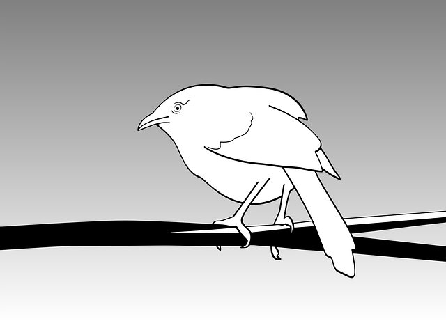 免费下载高清图片Bird, Animal, Nature, Line Art