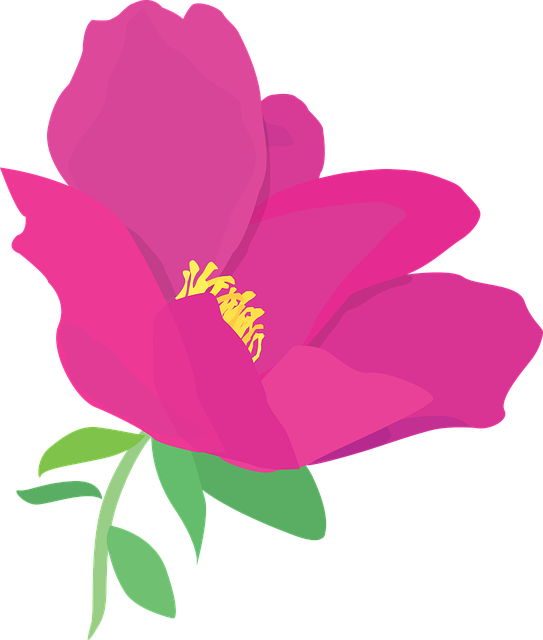 免费下载高清图片花, 粉红色, 夏天, 植物, 花壁纸, 玫瑰花, 丰富多彩的, 美丽的花朵