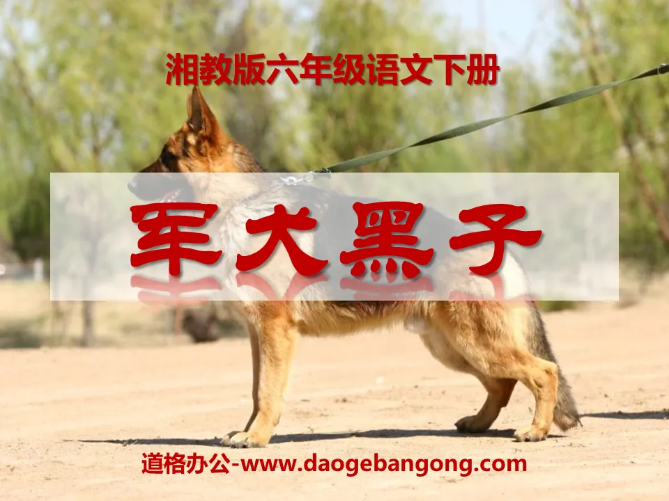 《军犬黑子》PPT课件3