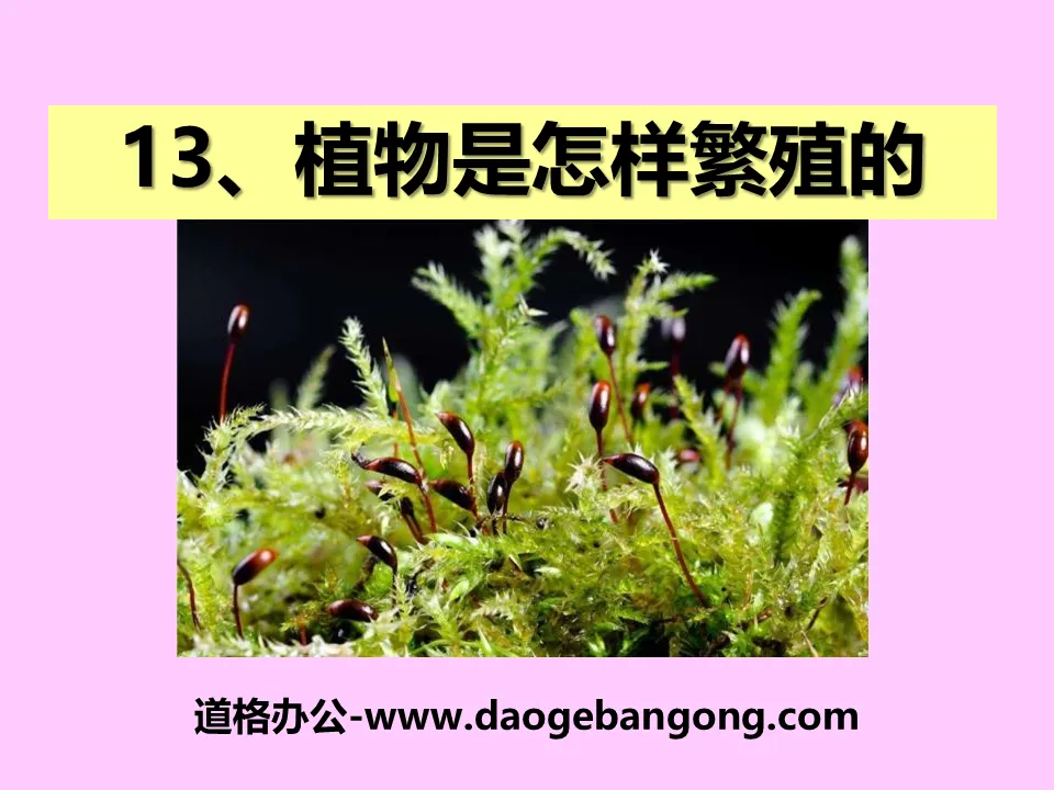 《植物是如何繁殖的》植物的生命系統PPT課件3