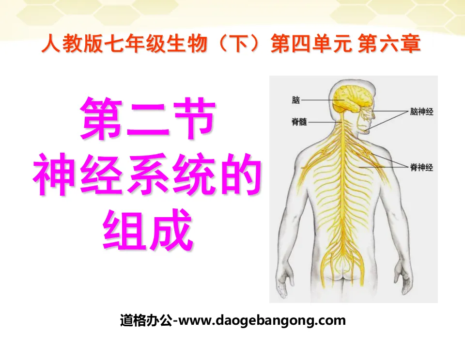 《神经系统的组成》人体生命活动的调节PPT课件2