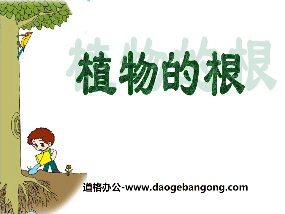 《 植物的根 》PPT